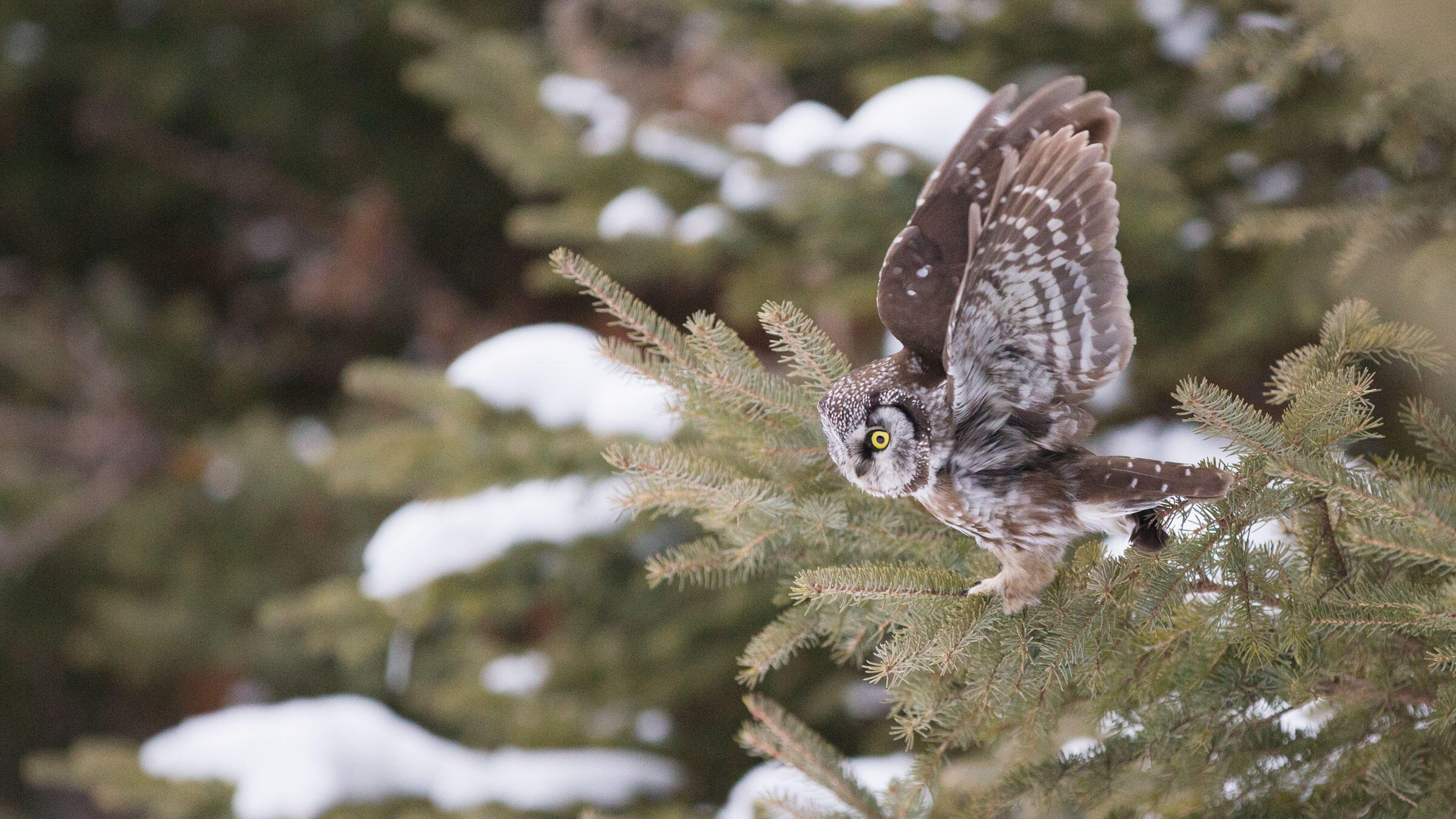 How to Take Owl Photos Audubon