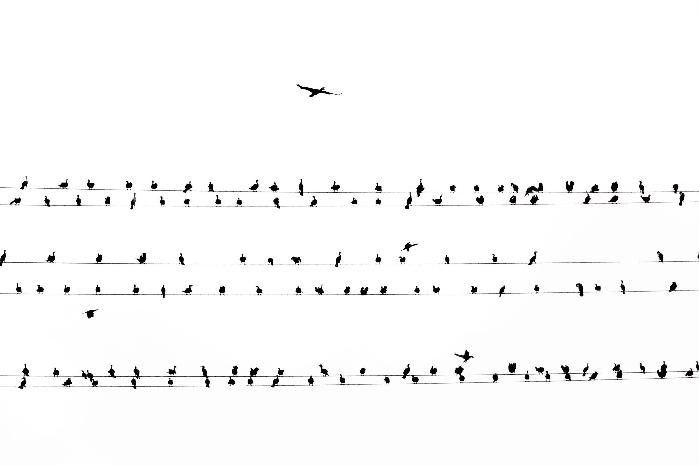 Japan's Cormorant Problem Is Beautifully Captured in These Eerie Photos Audubon