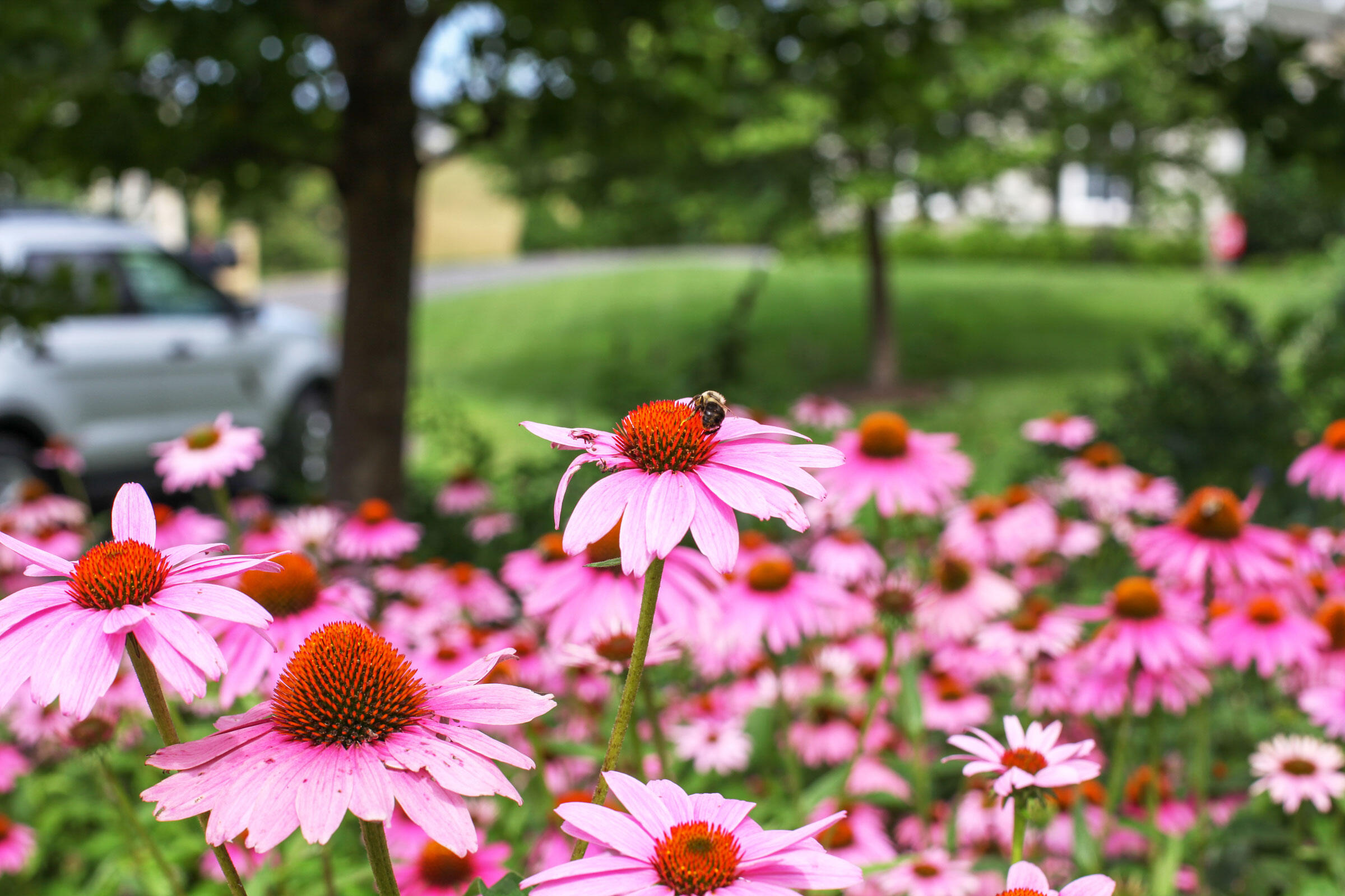 How to Make Your Yard Bird-Friendly, 5 easy step! 6 Purple coneflower is a perennial that is native to eastern North America. Kristina Deckert/Audubon