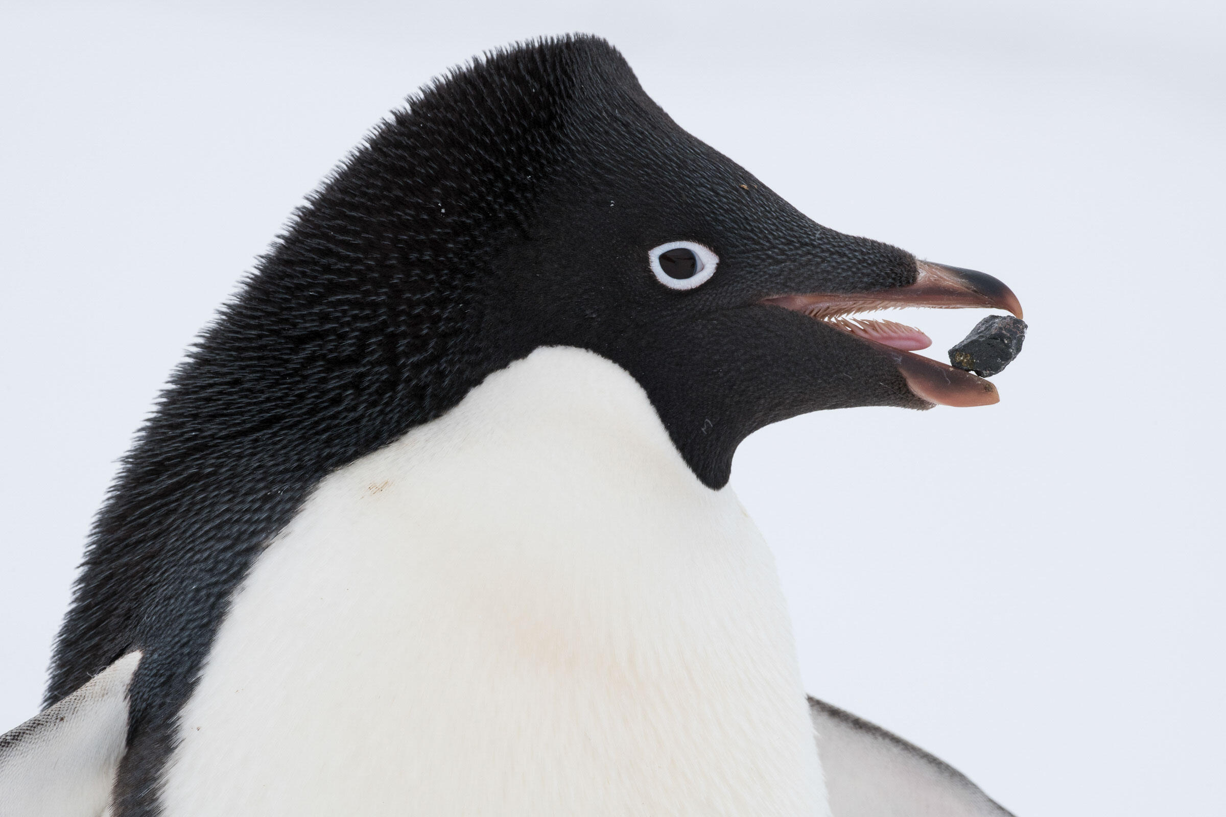 Follow Adélie Penguins On Their Journey Into the Long Polar Night | Audubon