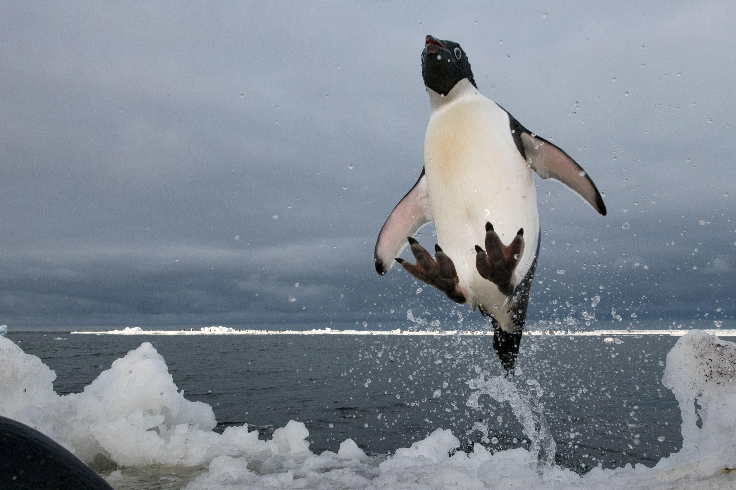 adelie penguin fun facts