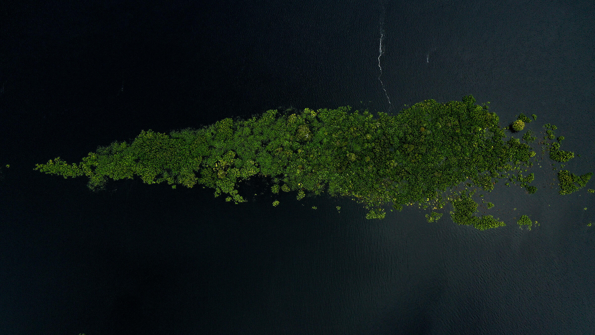 An aerial view of a forest mostly submerged in water, some green treetops still exposed.