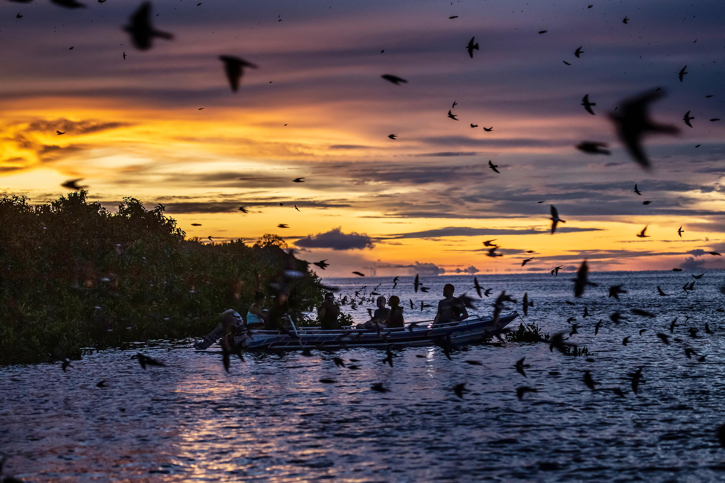 At sunset, six people in a boat row toward land as large flocks of Purple Martins fly over the water.
