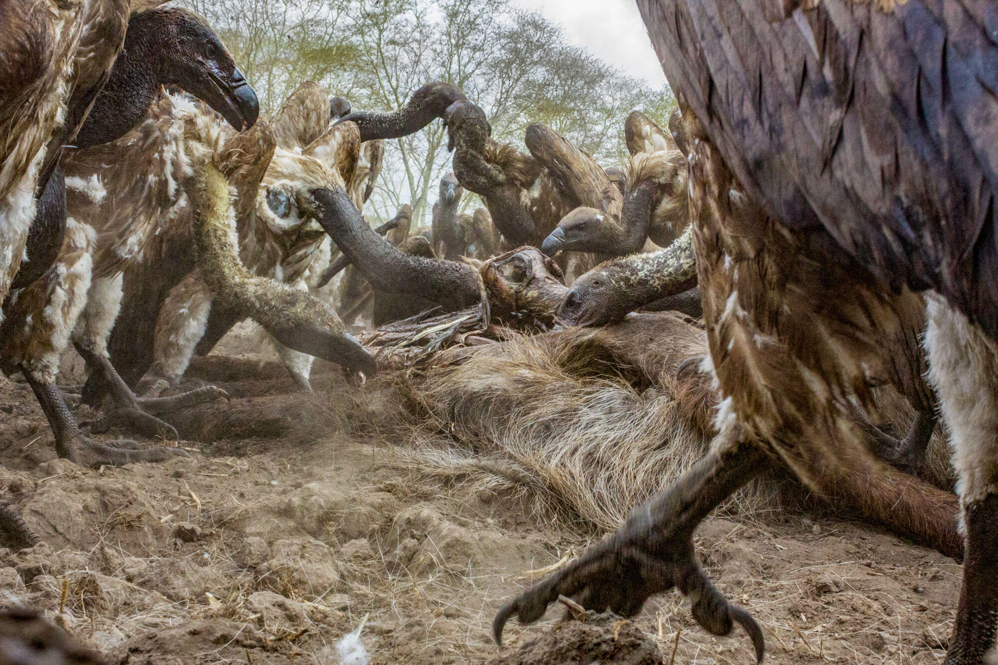 Get Started With Camera Traps to Nab Unusual Bird Photos 2 web gorongosa 27oct16 6040 edit edit edit WANEE Go-WILD