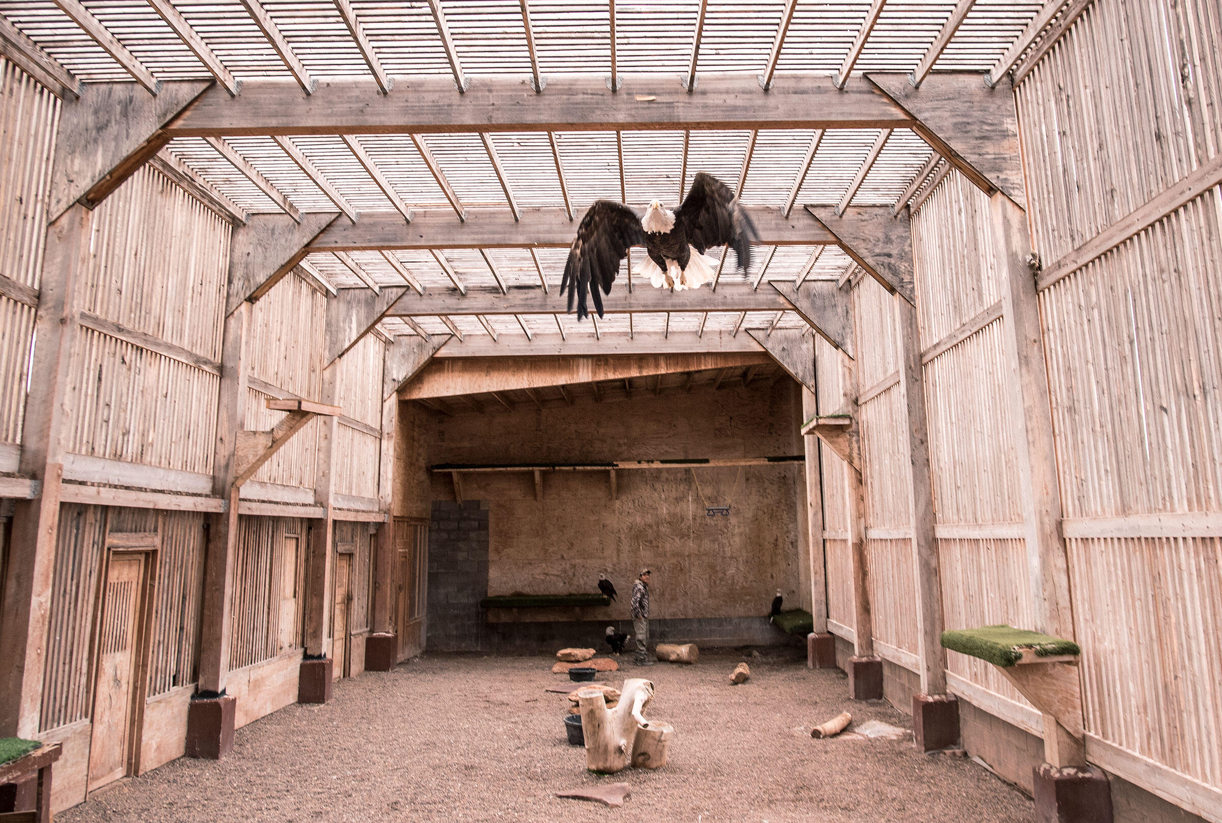 Native American Demand Is Driving a Black Market for Eagle Feathers