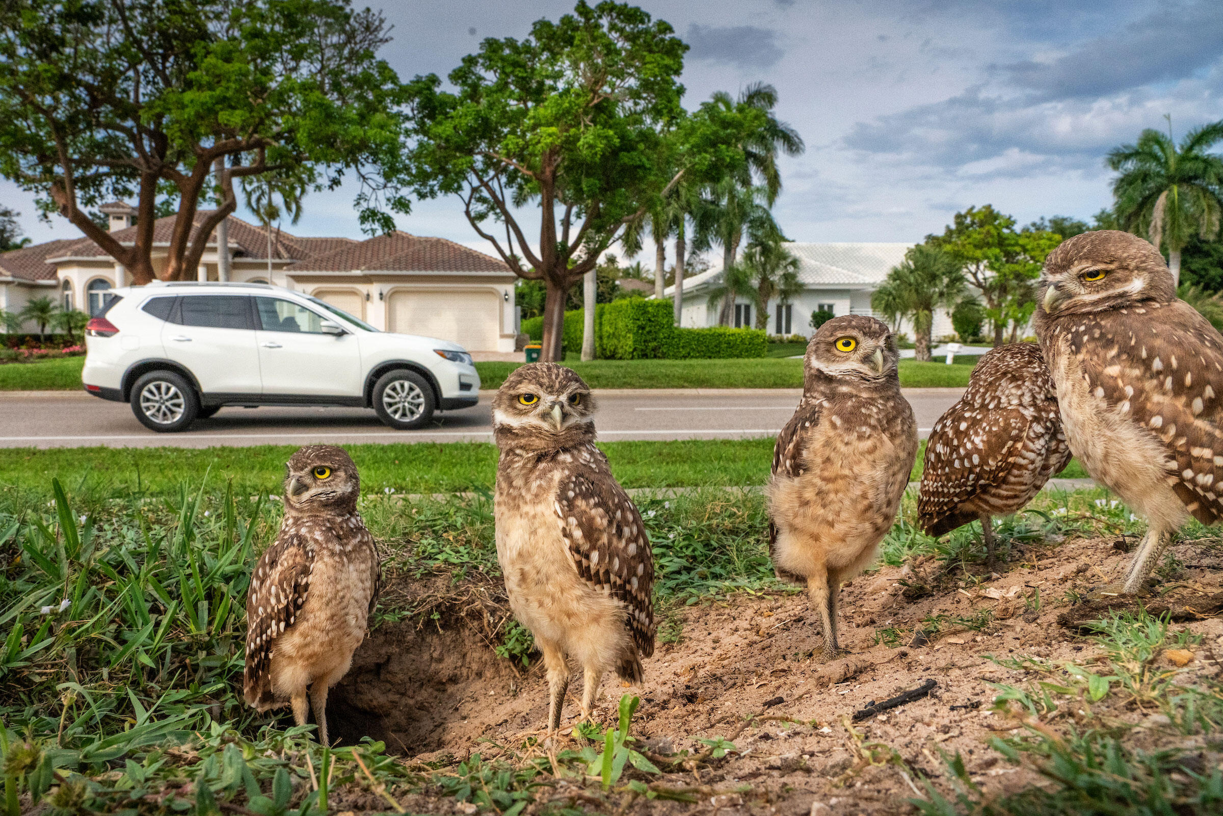 Where Burrowing Owls Are Your Neighbors Audubon