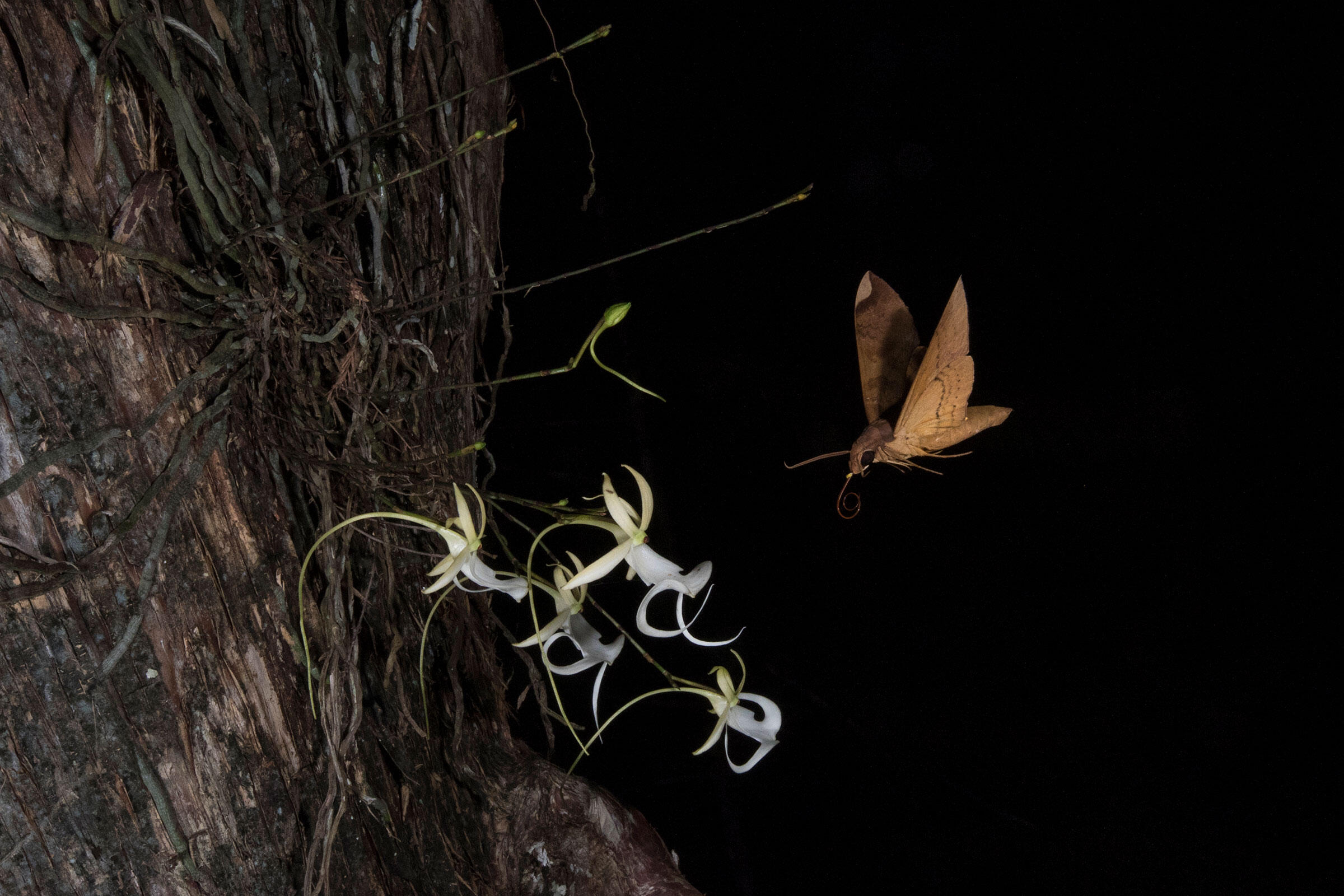 Types Of Moths That Pollinate