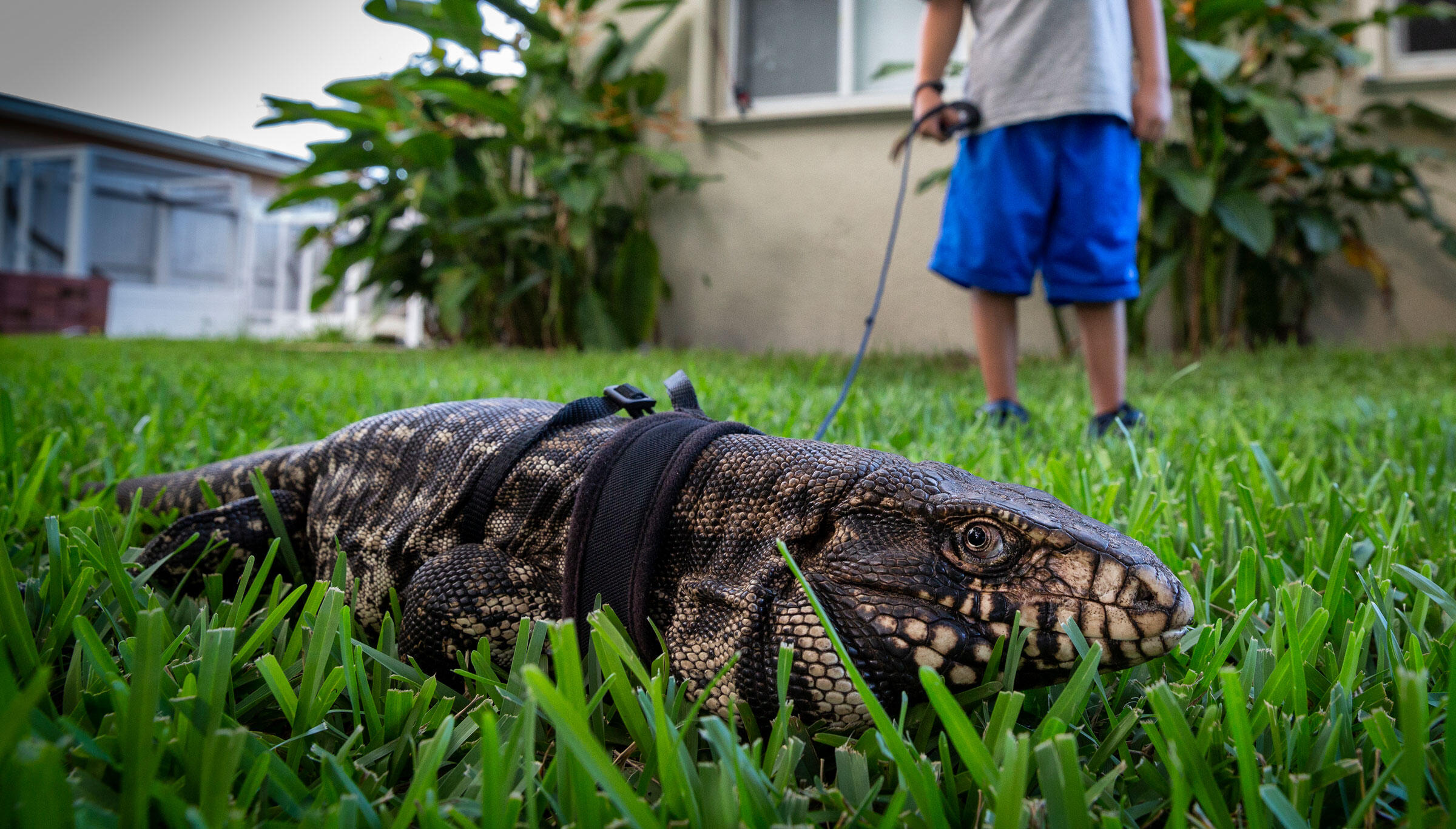 Invasive Reptiles Are Taking Over Florida—and Devouring Its Birds Along