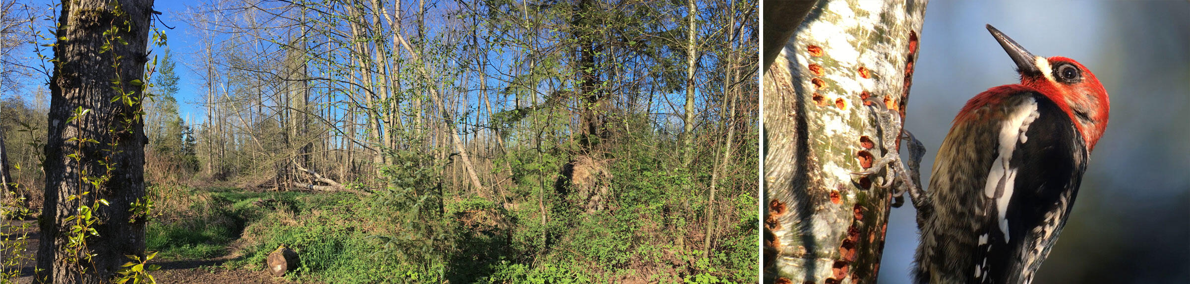 One Birder's Yearlong Quest to Photograph Every Bird Species In