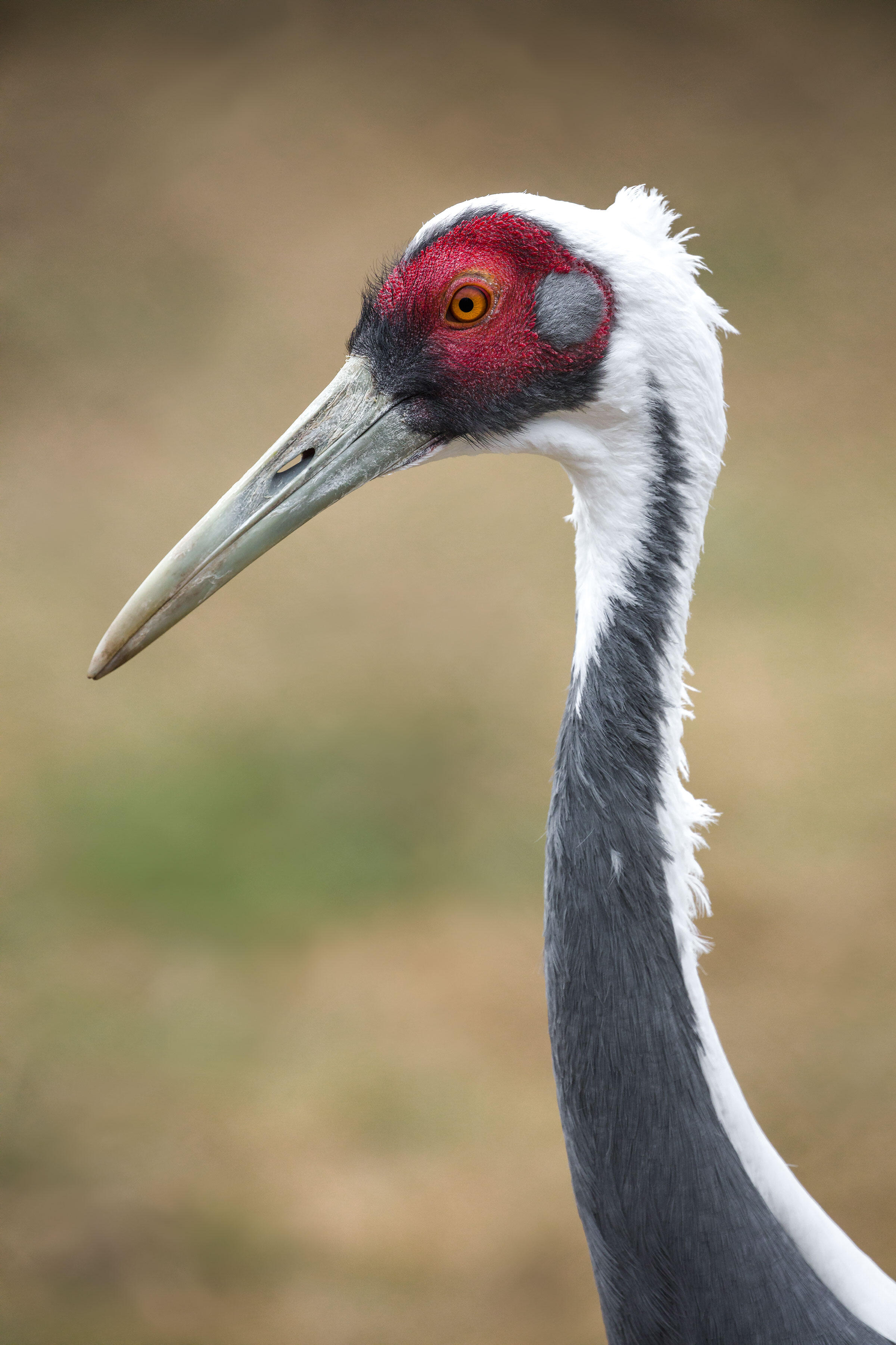 Around the World in 15 Cranes Audubon