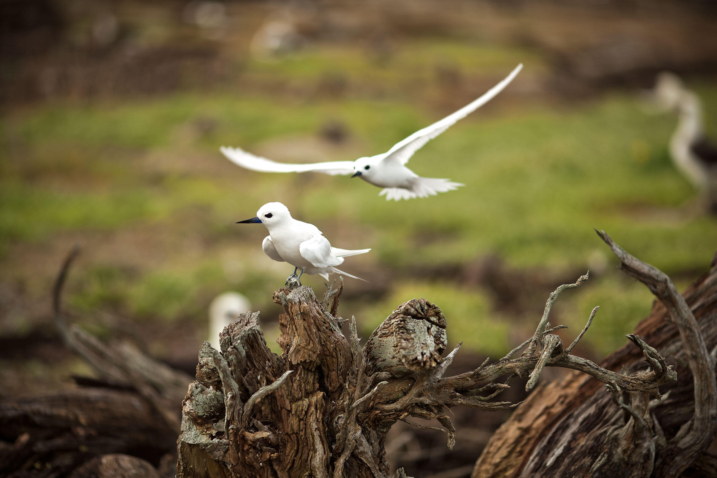 Hawaii Counts Meet 10 Island Birds Now Eligible For Your Life List