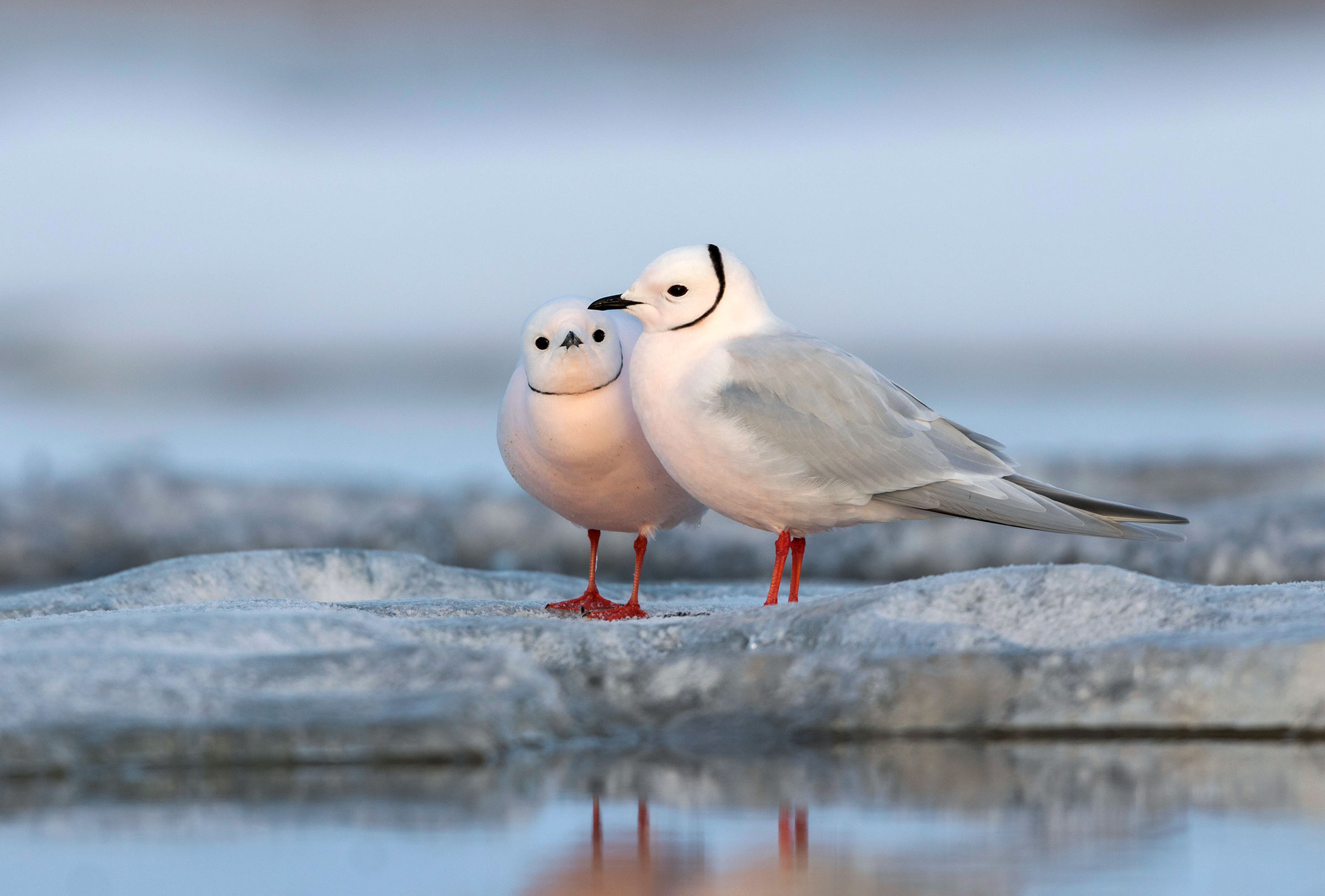 Ross's Gulls in Barrow. Agami/Alamy