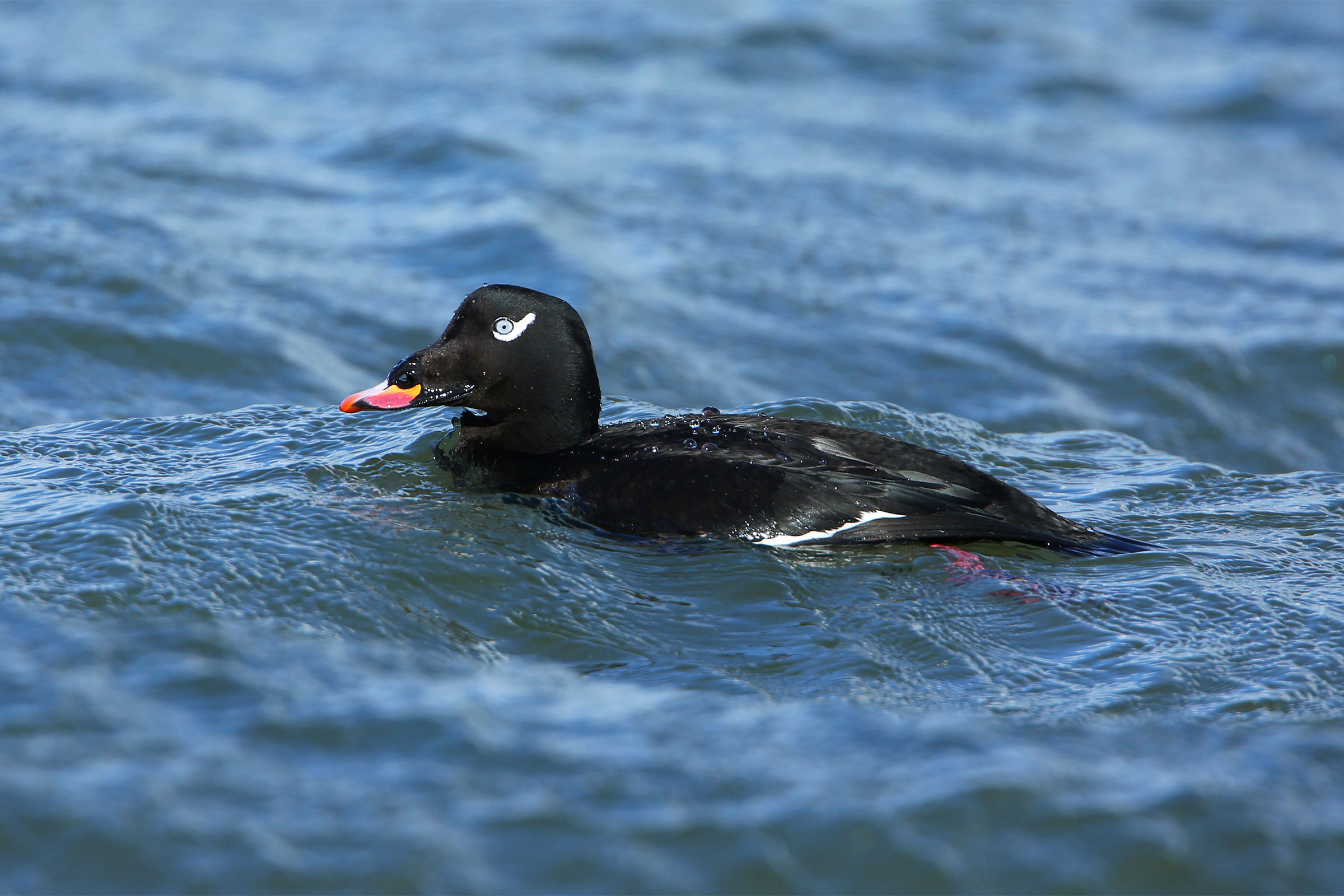 White-winged Scoter (our regular North American variety). Agami Photo Agency/Alamy