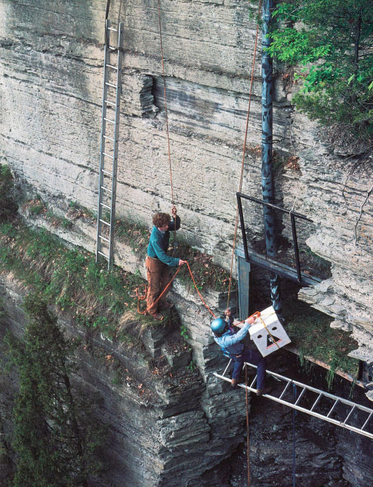 Members of Tom Cade's team placing the young falcons in their hack box, 1975. David Allen