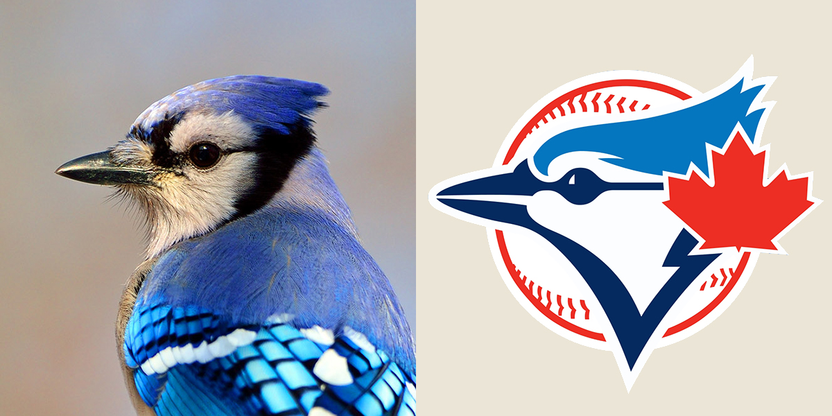 Left: Blue Jay. Brian Kushner/Audubon Photography Awards. Right: Toronto Blue Jays logo