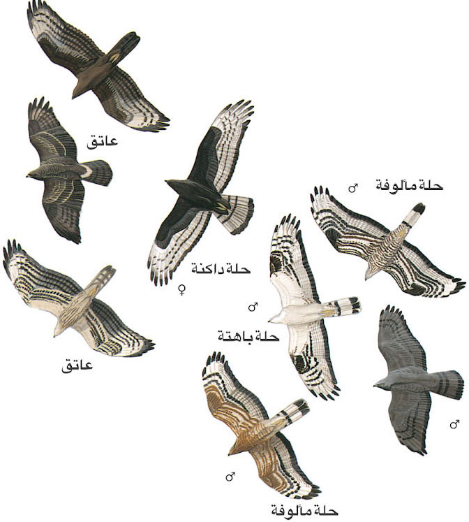 Illustrations: Courtesy of NatureGuides