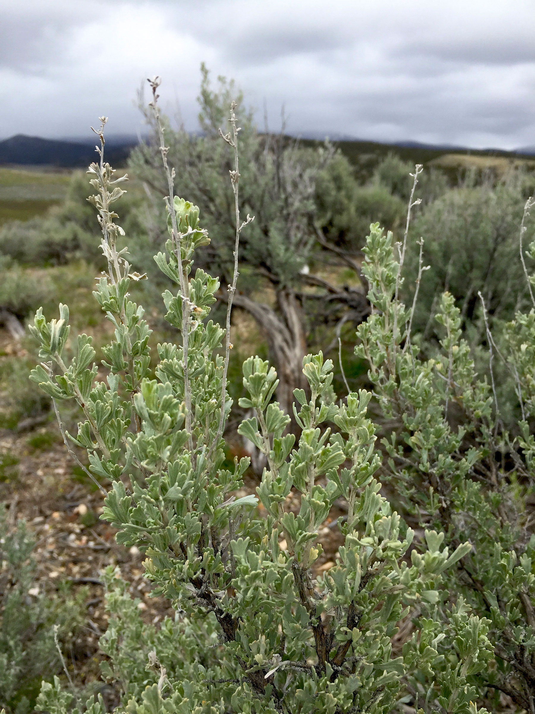 The fatter and healthier the sagebrush the better the canopy to protect sage-grouse from predators as the birds move along the ground or settle down to nest. Hannah Ryan