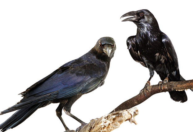 Remarkably Curious and Intelligent, Crows and Ravens Deserve a Closer
