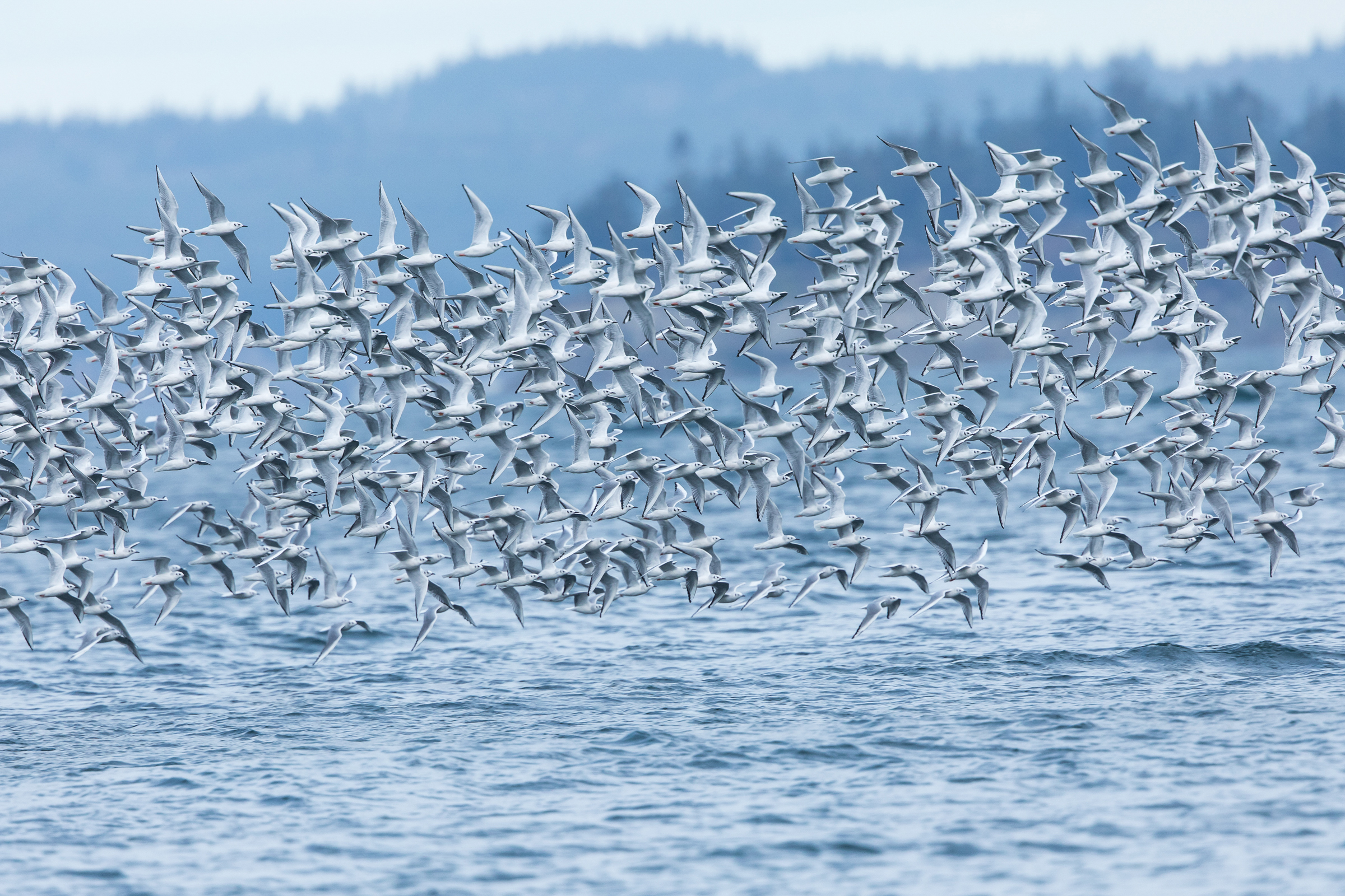 A flock of hundreds of Bonaparte’s Gulls fly together in a tight bunch, appearing as a band across the center of the frame. Behind them is a blurred, blue mountain, which helps to highlight the birds’ white and black plumage. 