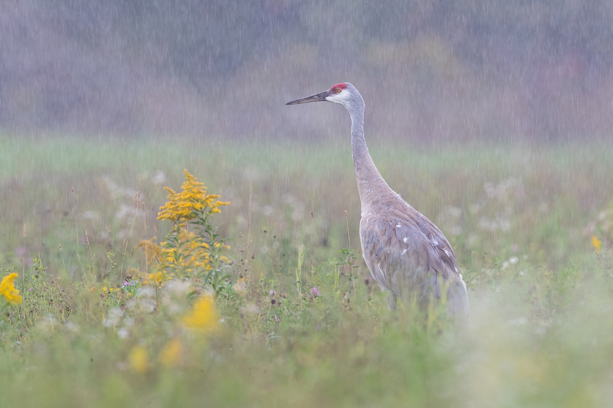 A Sandhill Crane looks out over a field of yellow and white wildflowers in the rain, its yellow eye matching the blooms. The bird’s long neck extends beyond the plants, its red-capped head is turned to the left.