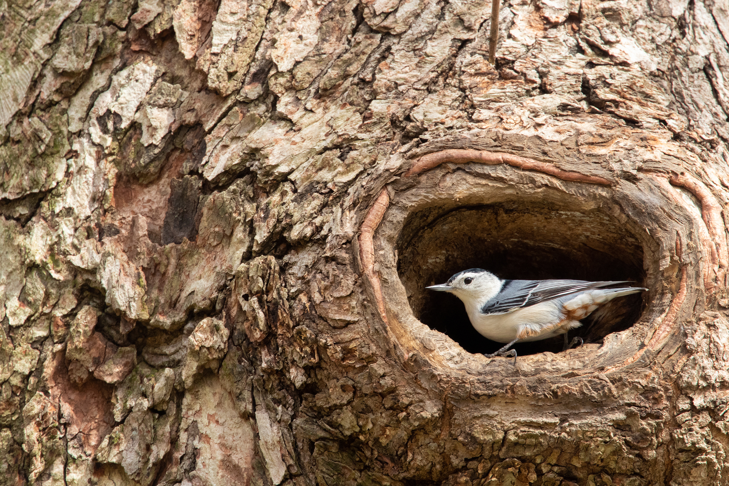 A male White-breasted Nuthatch stands sideways in a cavity in a red maple tree. The profile of the blue-and-white nuthatch fills the hole where his mate makes a nest inside the tree, which is covered in gnarled brown-, ivory-, and oatmeal-colored bark.