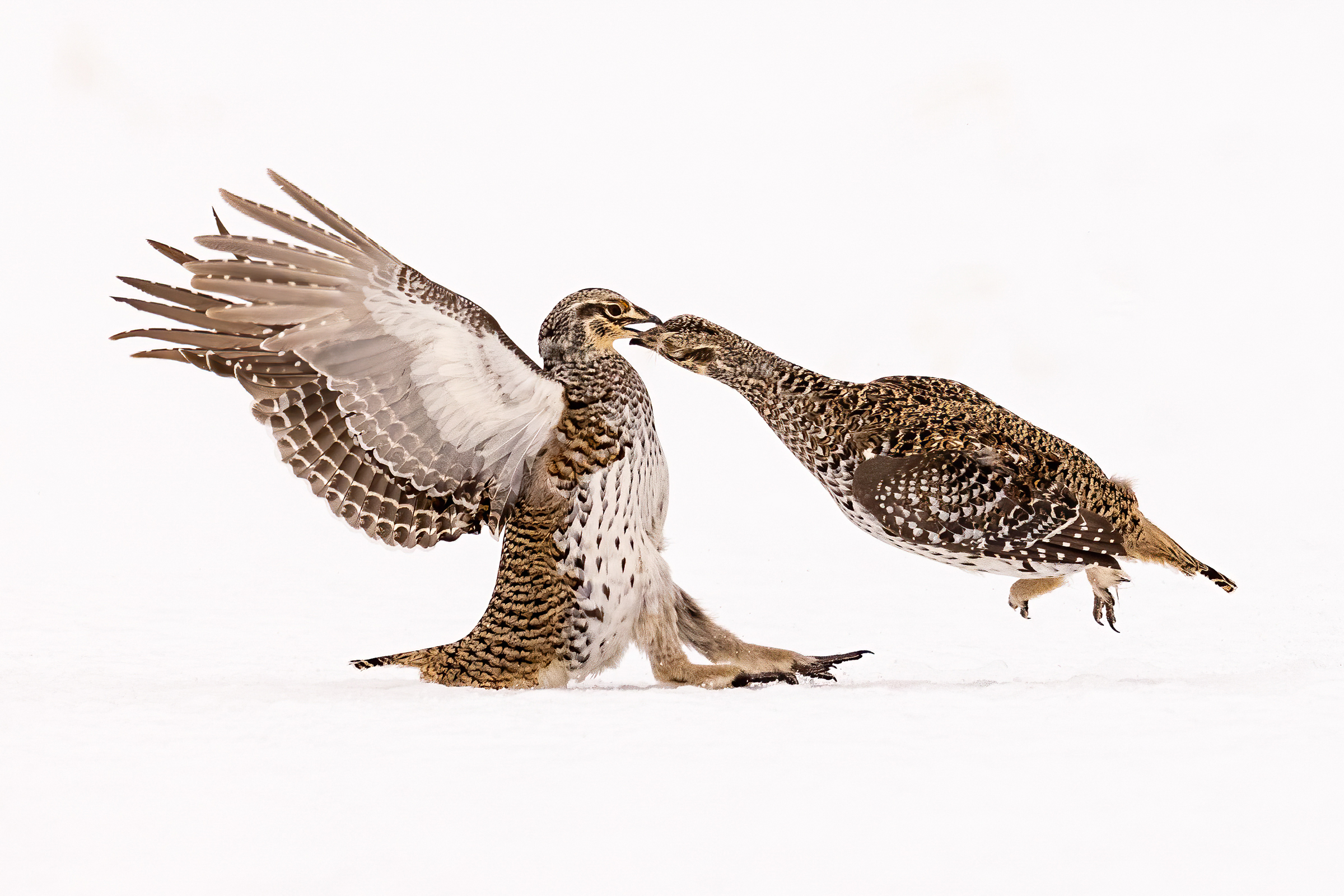 Against the blank white canvas of a snow-covered field, two Sharp-tailed Grouse fight on their lek. On the right, an airborne grouse, its wings to its sides, appears to have launched itself at its competitor’s neck. On the left, the other grouse leans back on its tail, its legs pushing against the ground and its outstretched wings behind it.