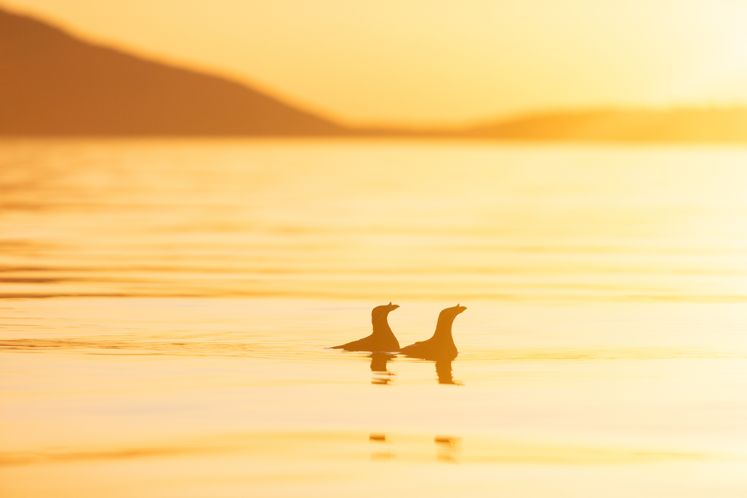 Surrounded by rippling water colored golden by the sunset, two silhouetted Rhinoceros Auklets swim side by side in a bay, their profiles showing their horn-like bills.