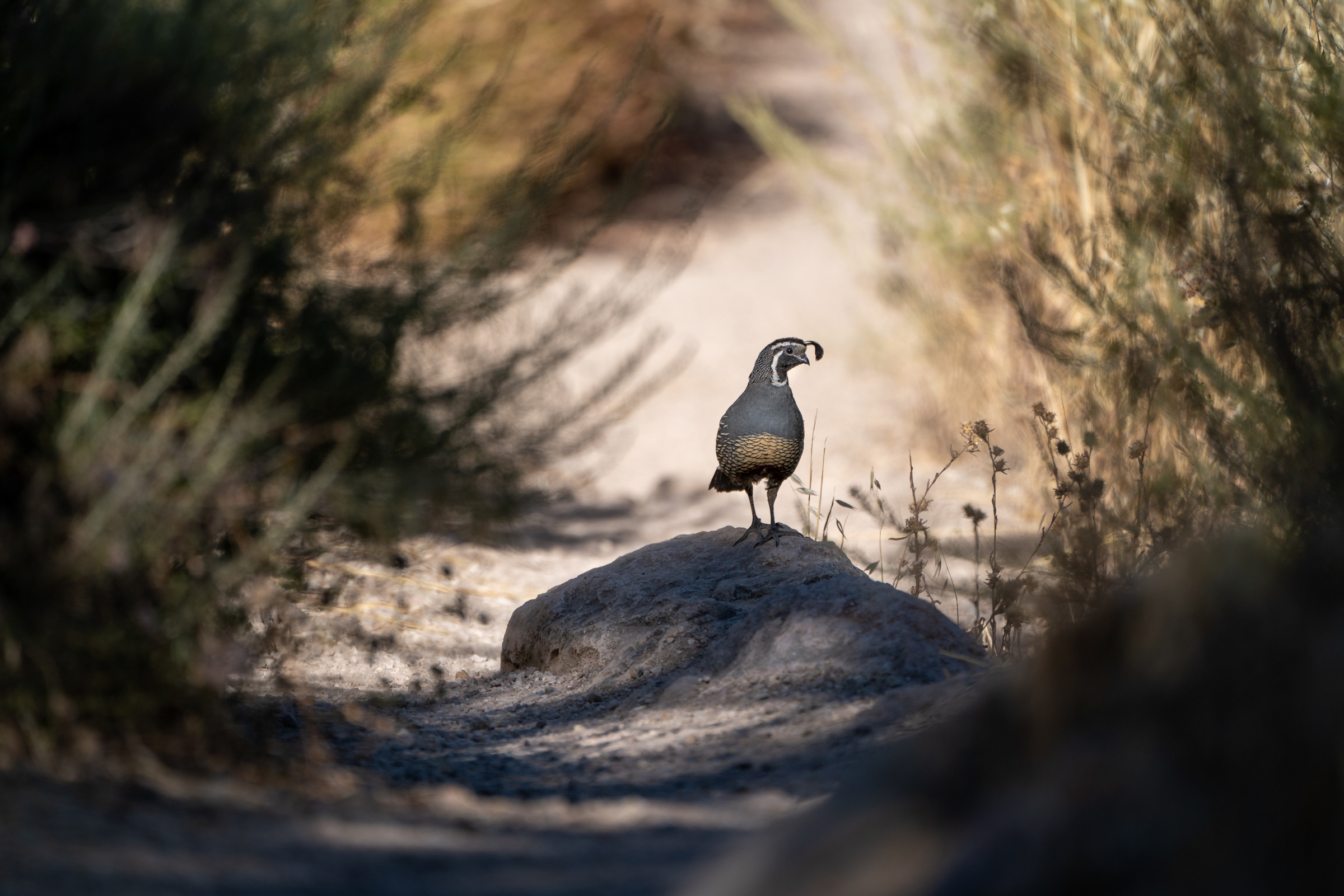 Framed by green and beige chaparral lining a sandy trail, a California Quail stands on a rock in the middle of the path with its head turned to the side. The bird’s distinctive black topknot hangs like a comma from its forehead.