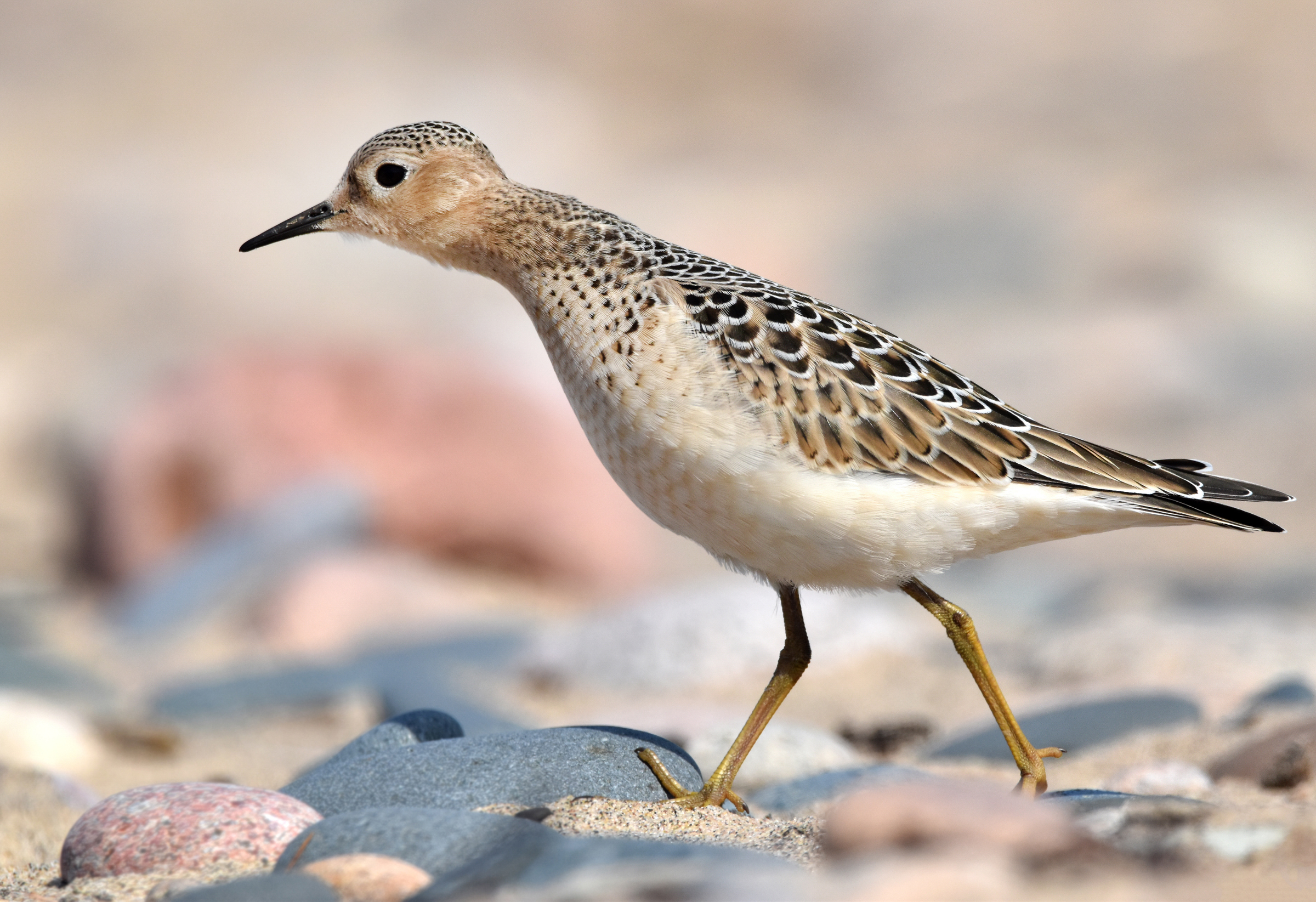 A Buff-breasted Sandpiper walks along a rocky shore of Lake Superior, its neck stretched forward in profile. The slender shorebird’s light brown head and belly feathers contrast with the dark brown scale-like feathers along its back.
