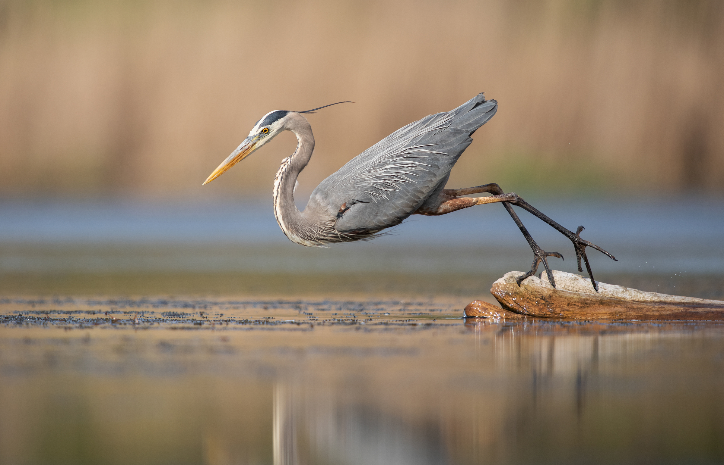 Its feet still touching a rock on which it stands, a Great Blue Heron leans so far over the water of a pond that it looks like it might fall over. This yellow-billed gray bird appears positioned in front of blurred brown wetland grasses.
