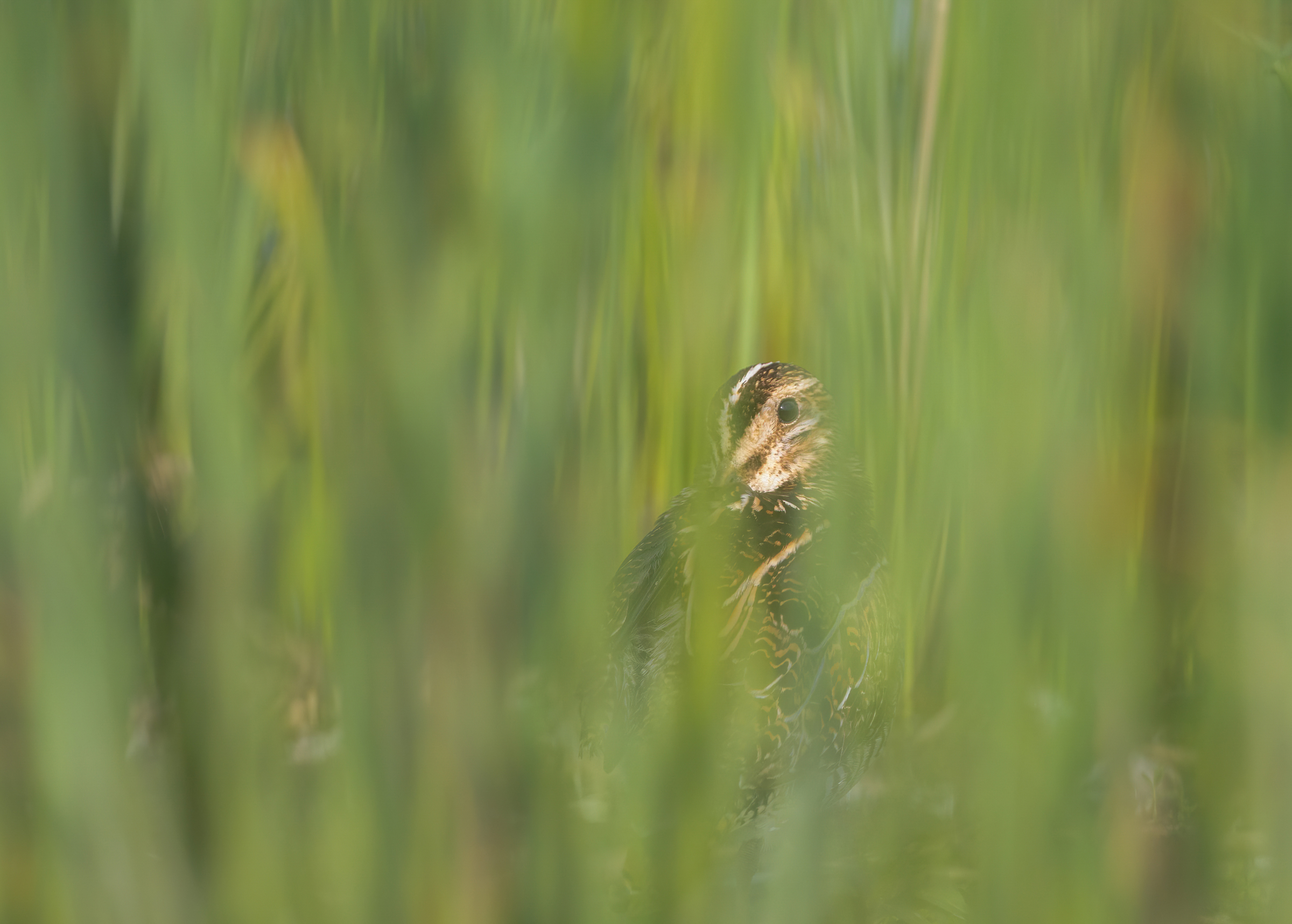 Hidden behind a filmy curtain of green rushes is the bold brown-and-beige geometric pattern of the Wilson’s Snipe plumage. Only its eye and a small part of its head, with its distinctive stripe, are clearly visible. The bird is staring straight at the camera.