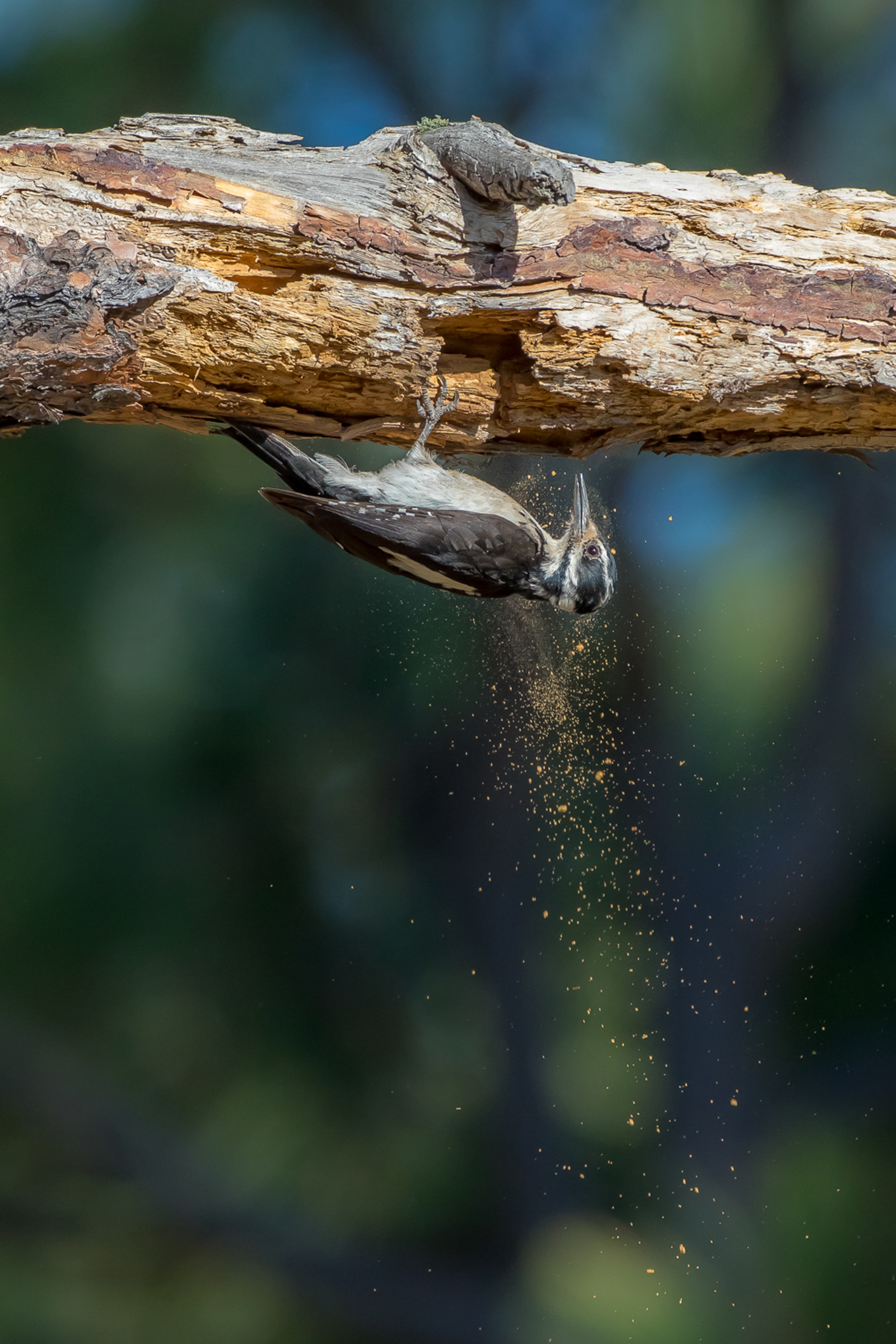 A Hairy Woodpecker hangs on the underside of a decaying ponderosa pine branch, dust from its excavation efforts raining down on its black-and-white striped head and falling to the ground.