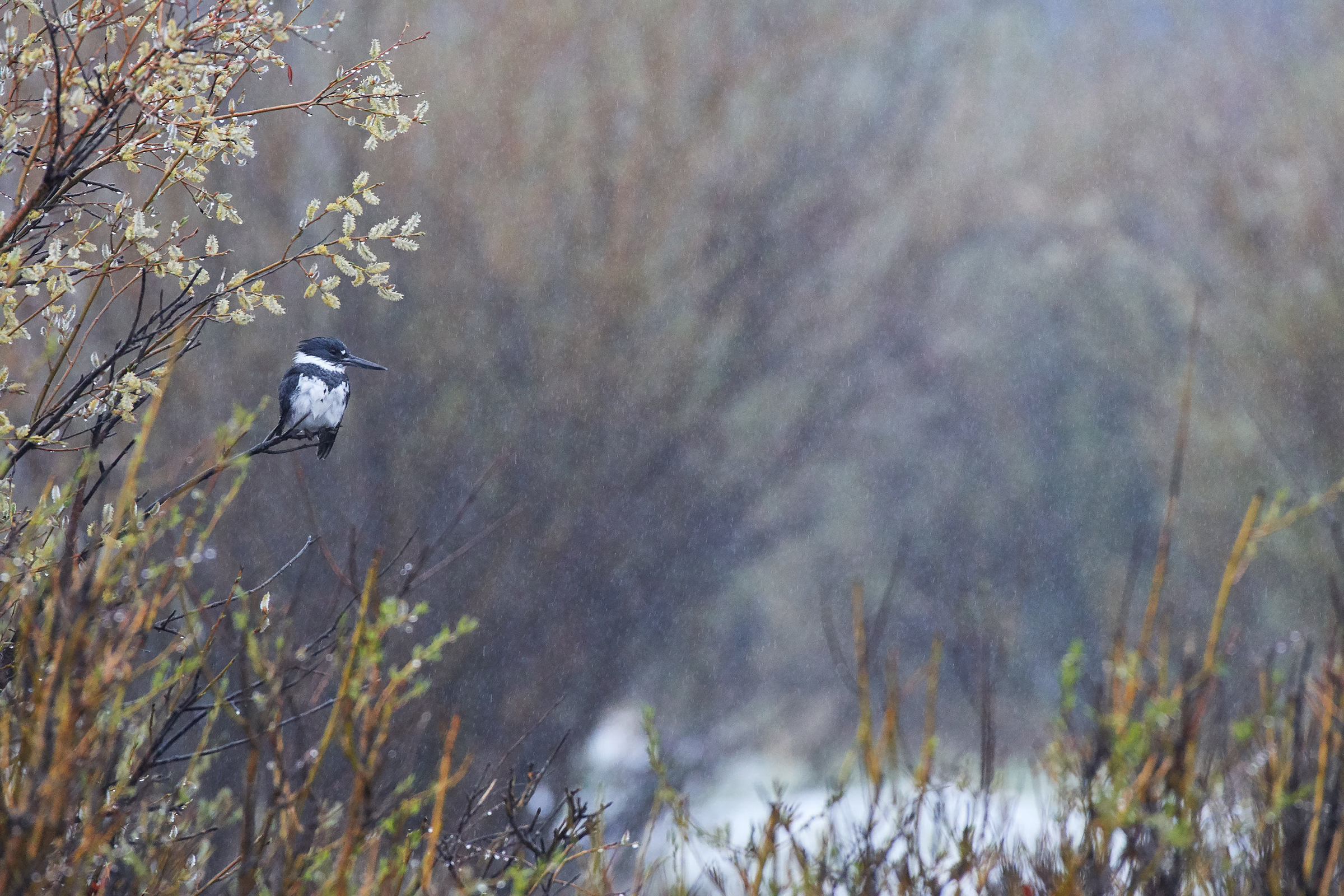 In a wetland blanketed with raindrops, a male Belted Kingfisher perches on the tip of a branch near the shoreline of a lake. The bird’s blue-and-white body stands out against the hazy greens and yellows of the spring foliage, white blossoms bursting above his head.