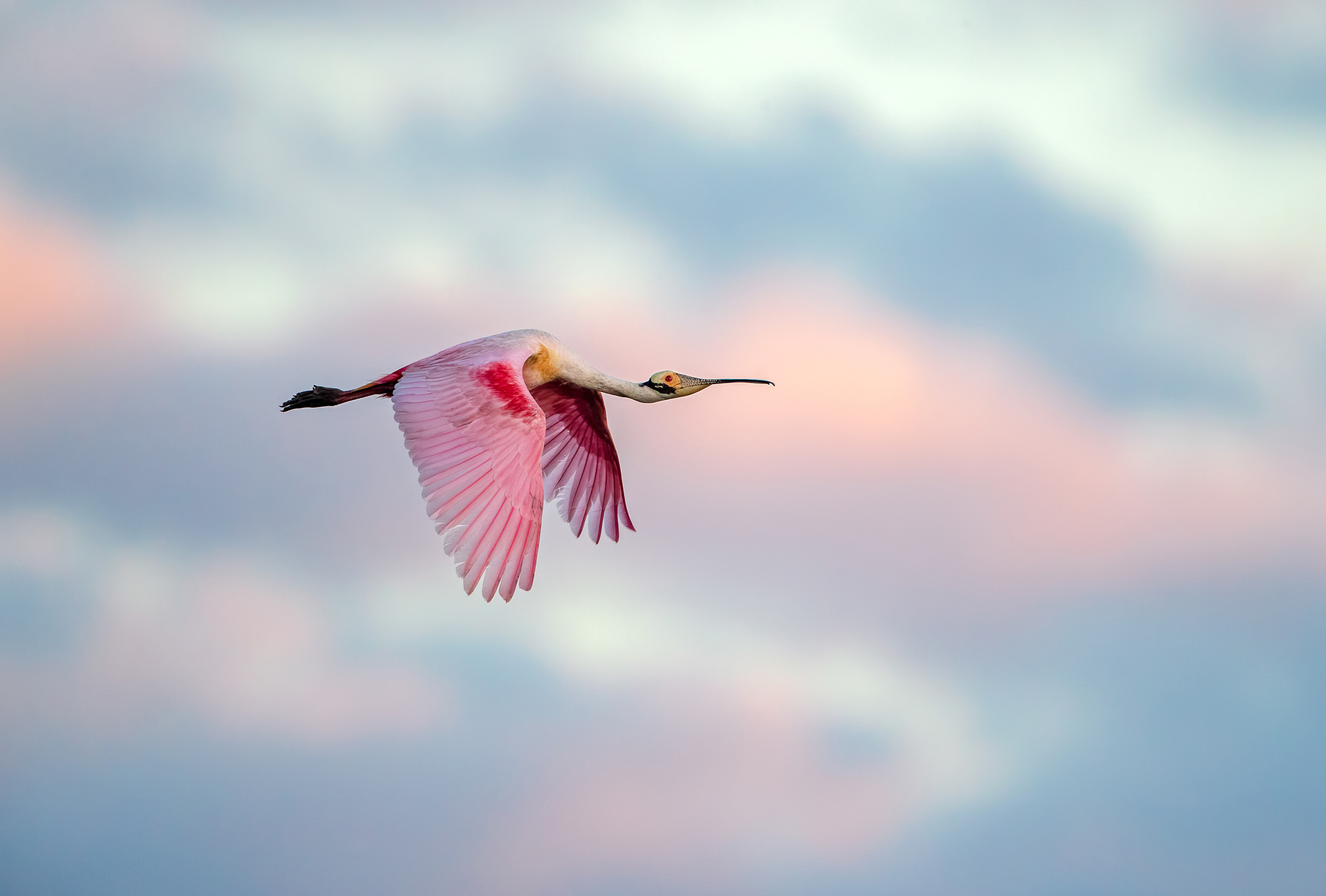 A pink Roseate Spoonbill flies across a sky, its fuchsia shoulders and red eye popping against a sky filled with lavender, pink,