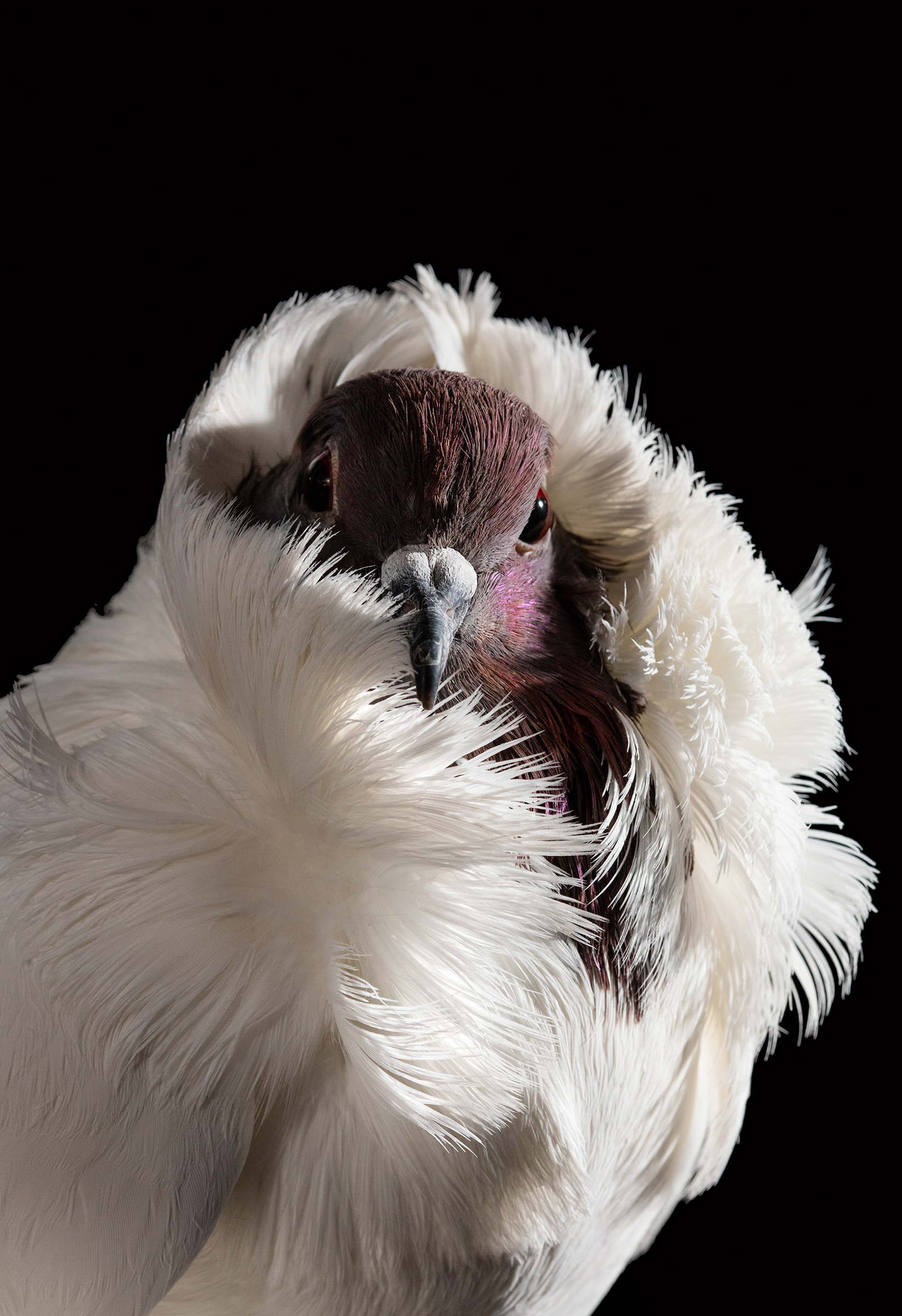 The 21 Audubon Photography Awards Top 100 Audubon