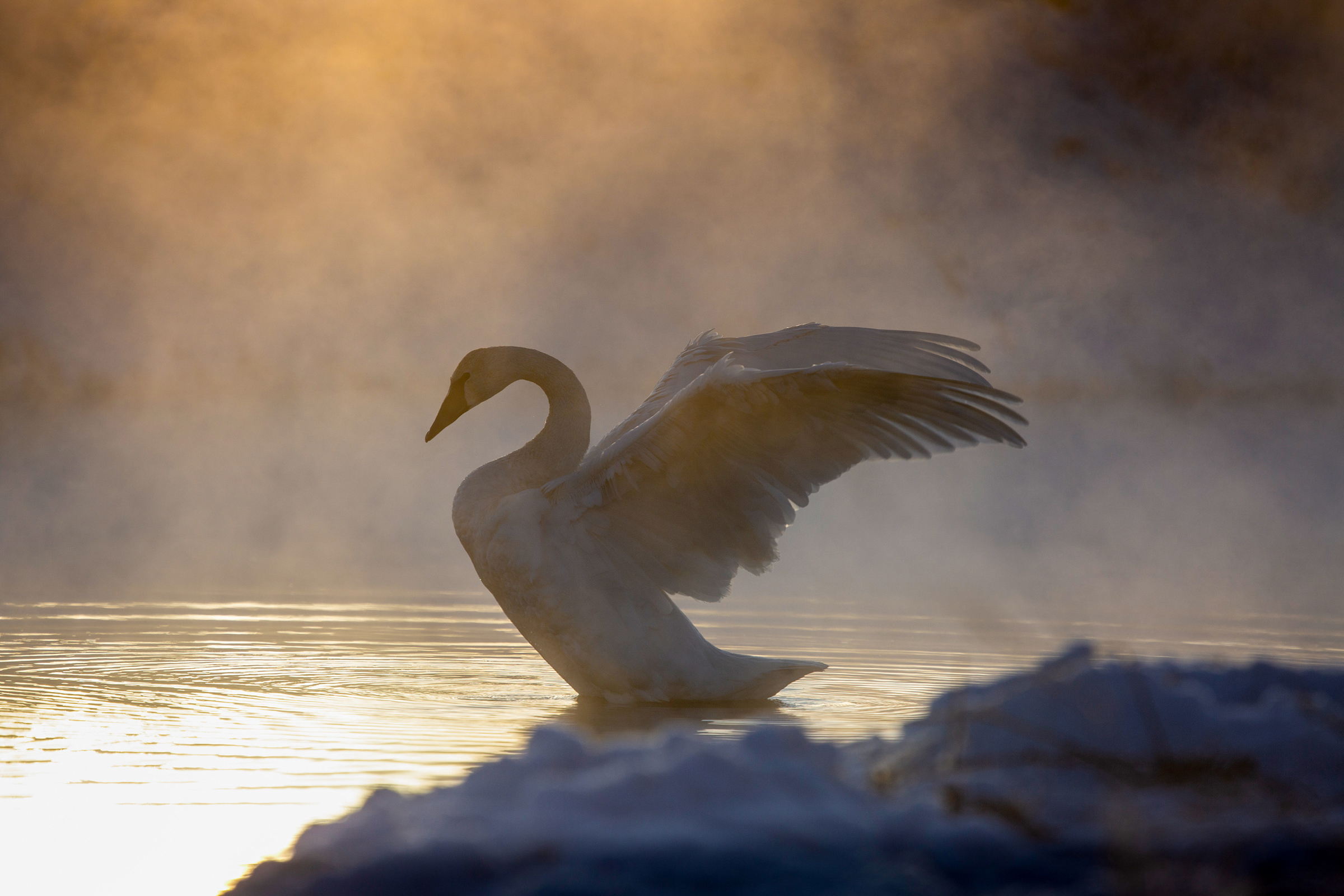 A Trumpeter Swan stands in profile in shallow water, its wings outstretched behind it and its chest arched. The light is coming from behind, so the swan is slightly silhouetted. The mist in the air is iridescent with oranges and yellows while the snow at the bottom of the frame is blue.