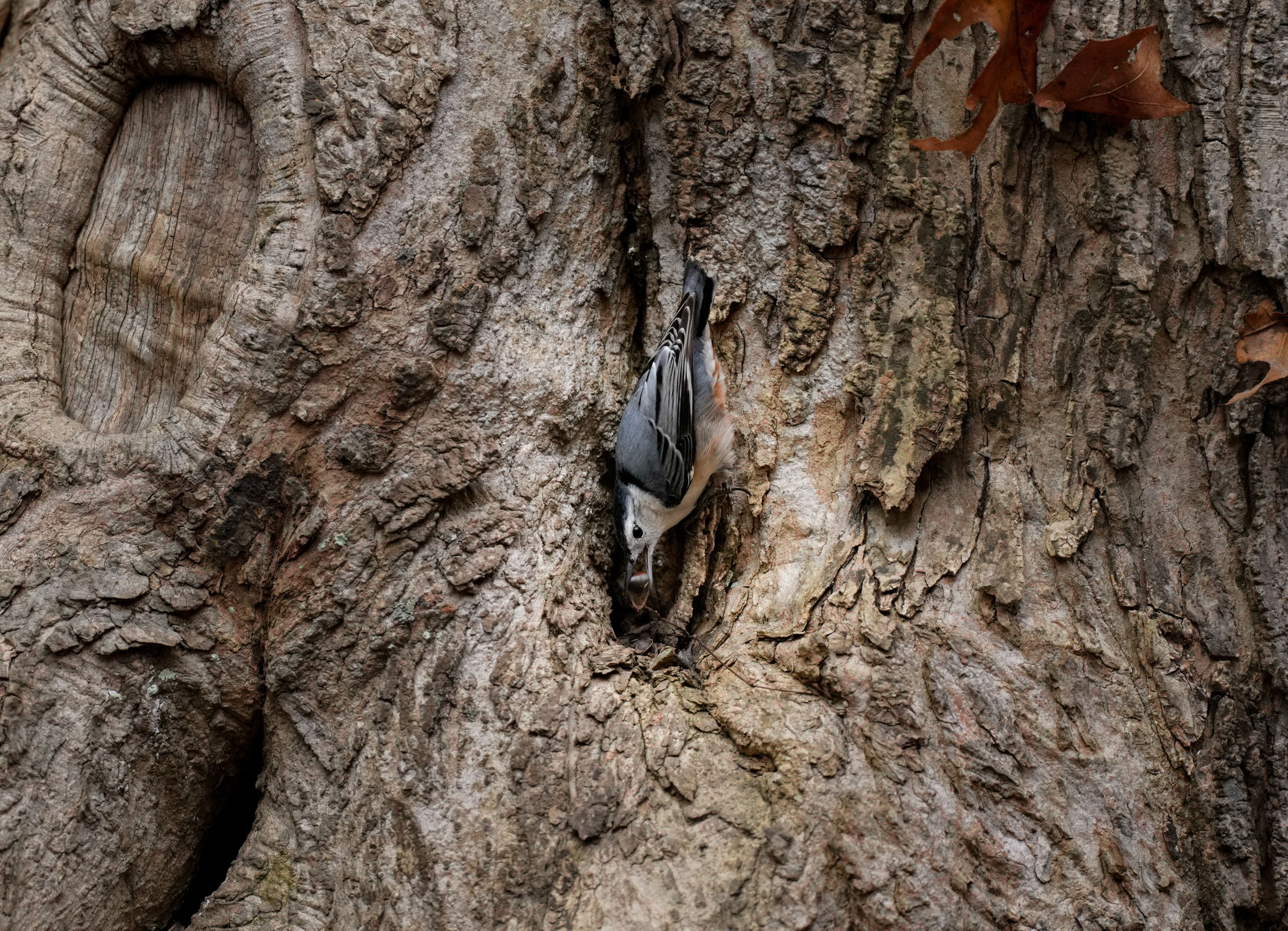 A White-breasted Nuthatch stands on an oak tree trunk, upside down. In its bill is a seed pulled from a cavity in the tree.