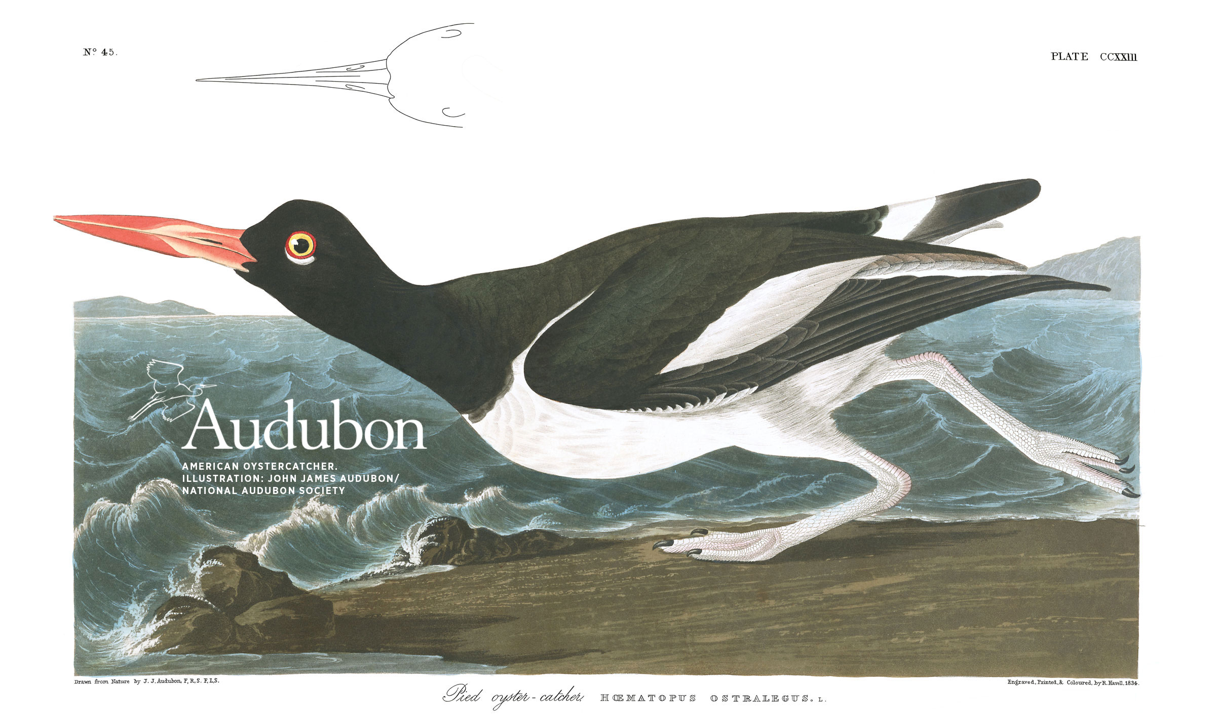 Illustration: John James Audubon/National Audubon Society