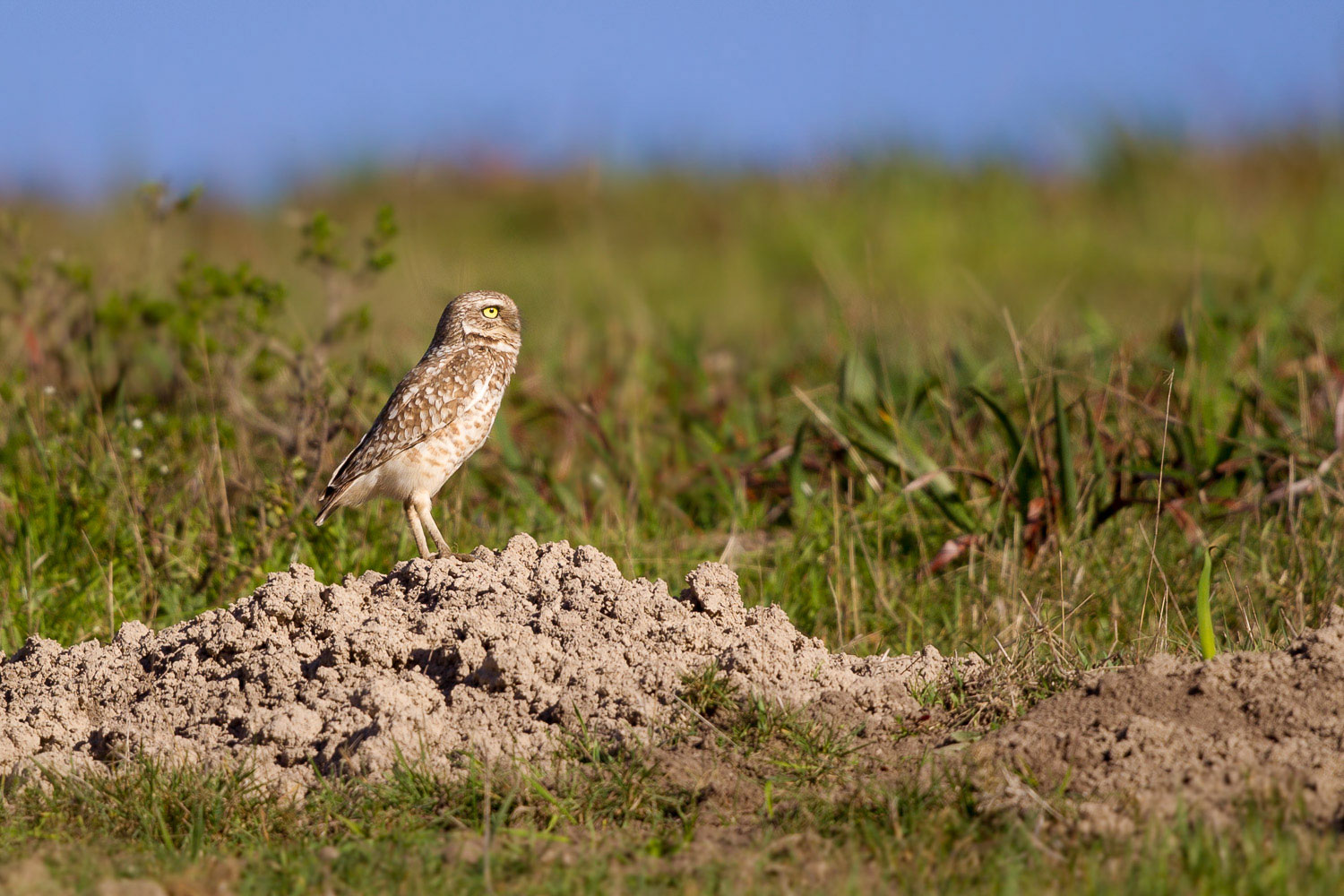 A Burrowing Owl stands guard next to its burrow in Point Reyes. Jaymi Heimbuch