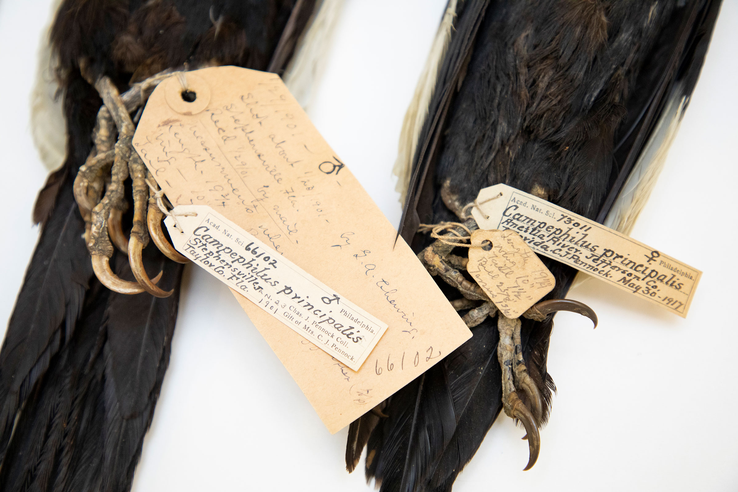 Ivory-billed Woodpeckers from Charles Pennock’s collection at The Academy of Natural Sciences of Drexel University in Philadelphia, Pa.