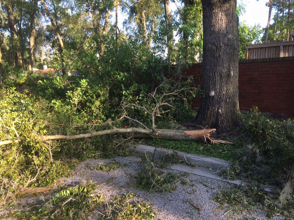 One of the downed trees at the Audubon Center for Birds of Prey, which is currently closed for cleanup after Hurricane Irma. Courtesy of Audubon Center for Birds of Prey