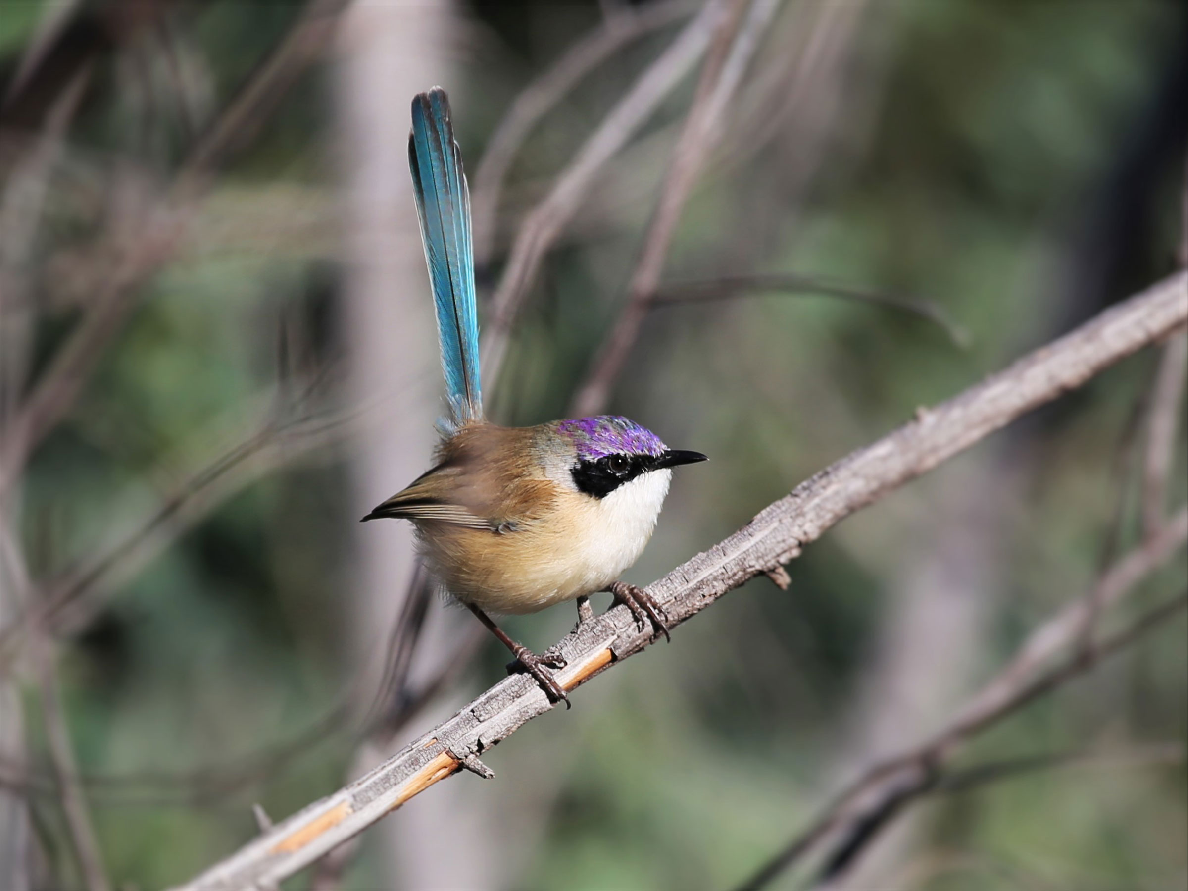 Purple-crowned Fairy-wren. <a href="https://www.flickr.com/photos/126953422@N04/28679803251/in/photolist-iQaNq7-iQcNWL-iQcNh9-iQcMEs-KGkujp">Graham Winterflood</a>/Flickr CC (CC BY-SA 2.0)