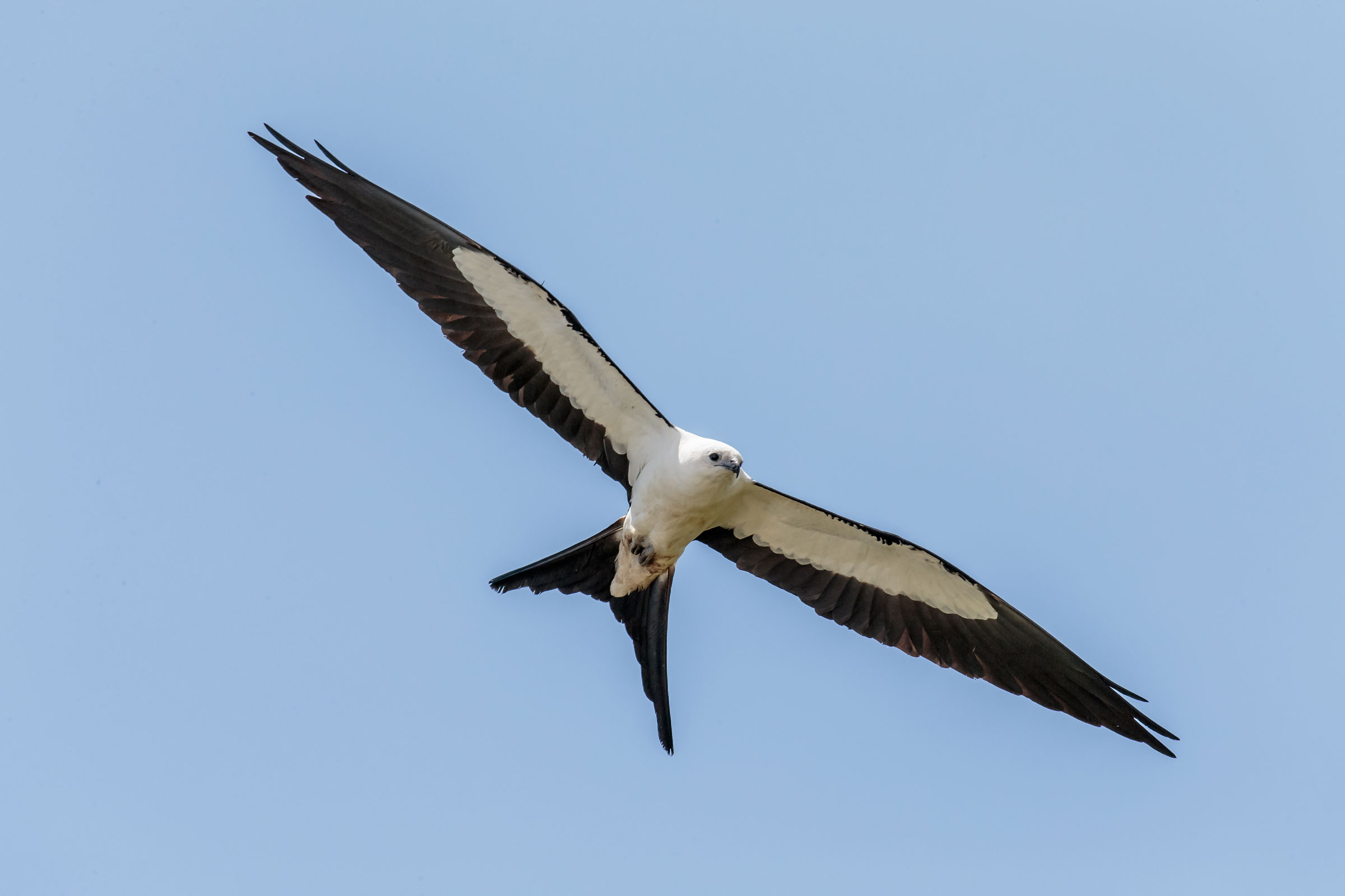 How the Swallowtailed Kite Soars With Such Grace Audubon