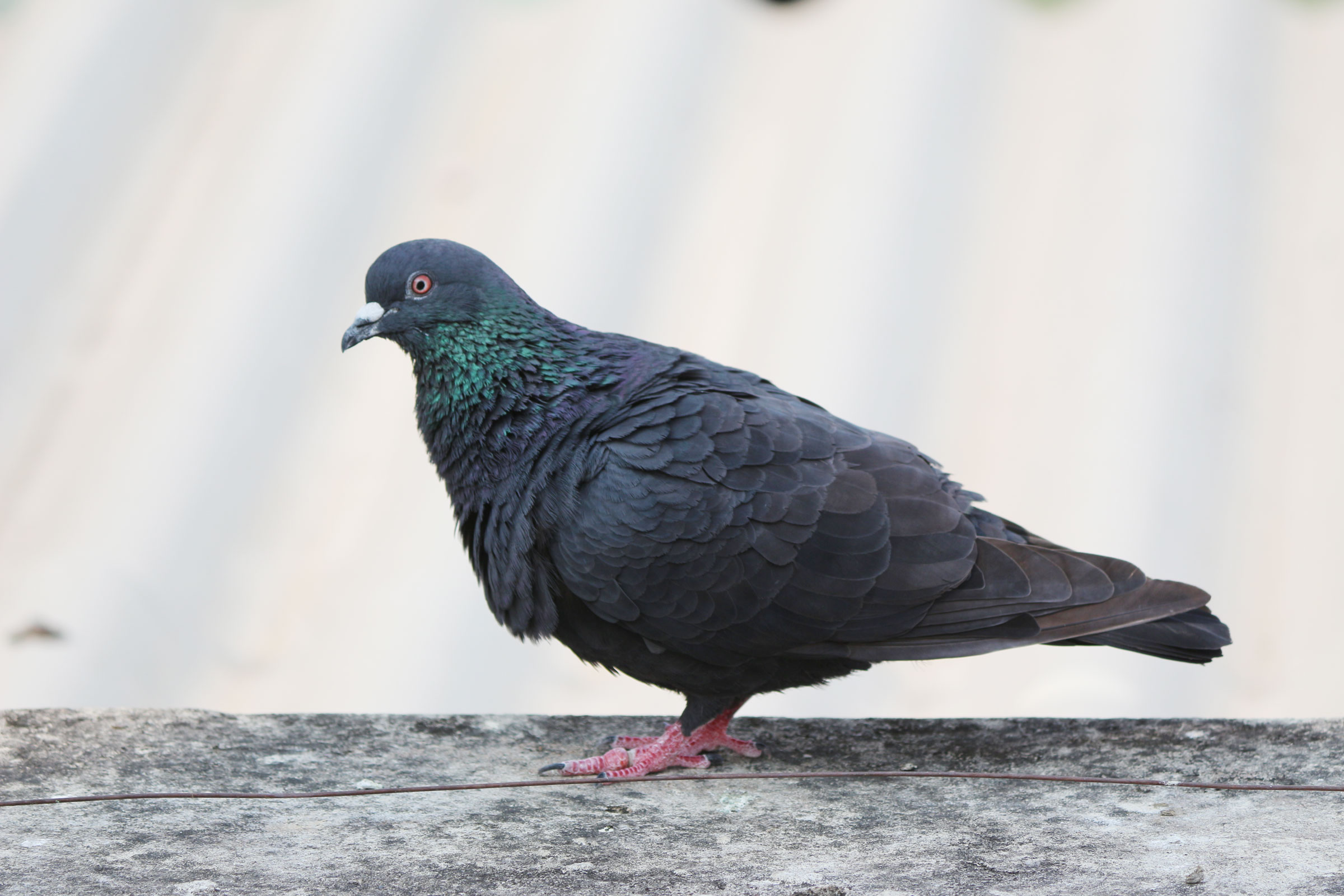 web_4_spread_indian-love-birds-pigeons-on-600w-1556294807.jpg