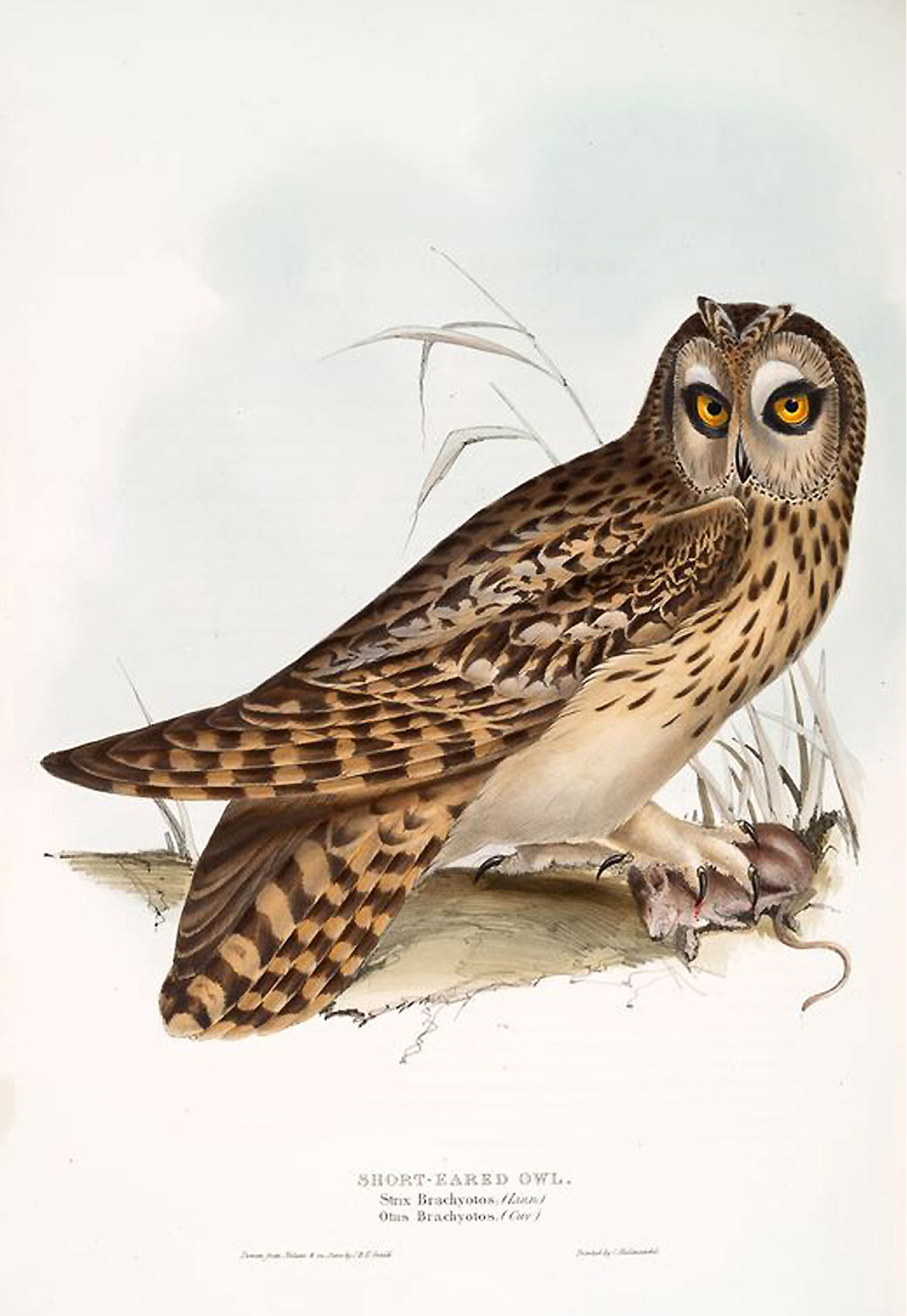 A Short-eared Owl, from Birds of Europe, Tomo 1. Illustration: John Gould