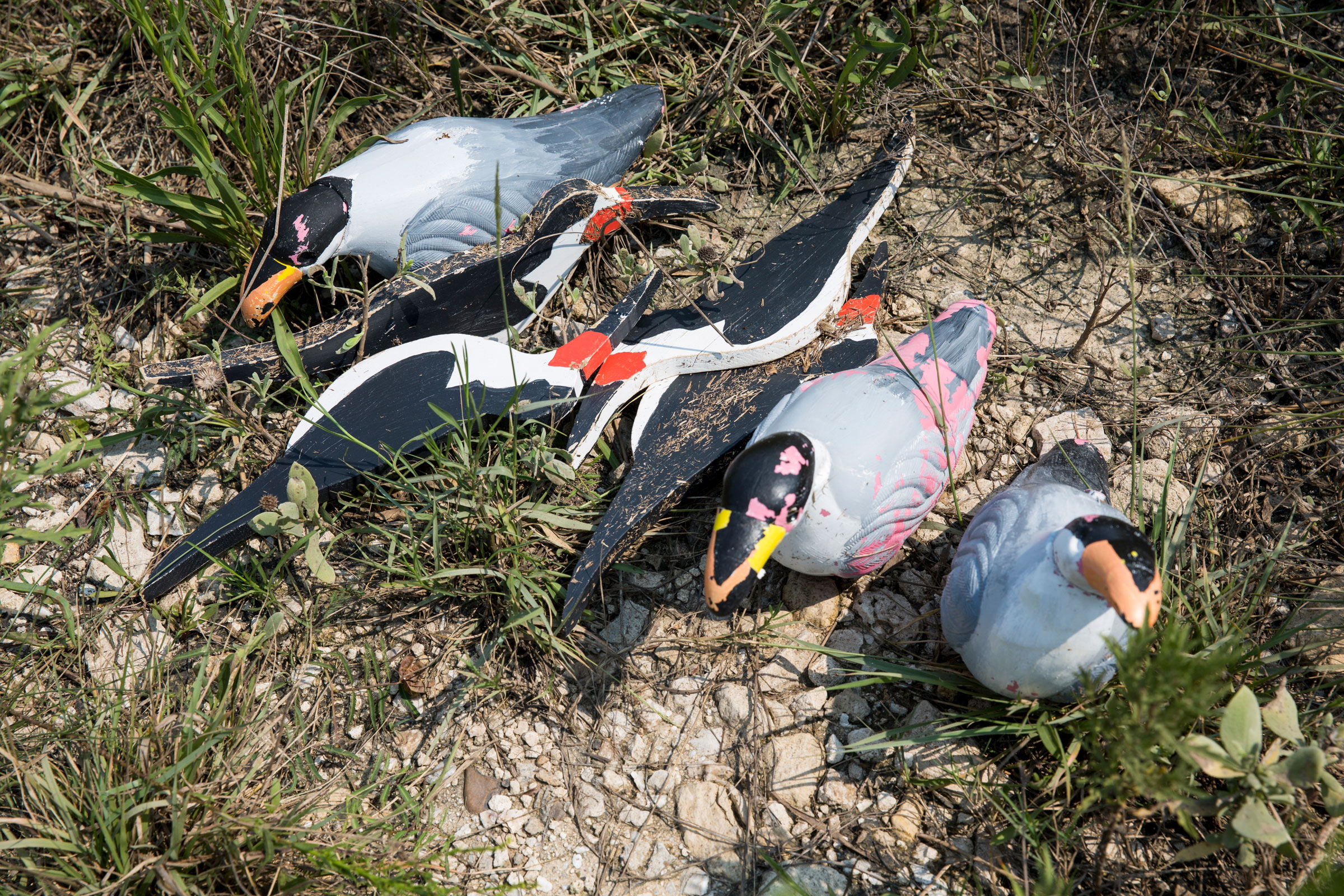 Decoys are used to attract birds like Black Skimmers and Royal Terns to new, safer nesting grounds. These decoys were blown away during the storm. Scott Dalton