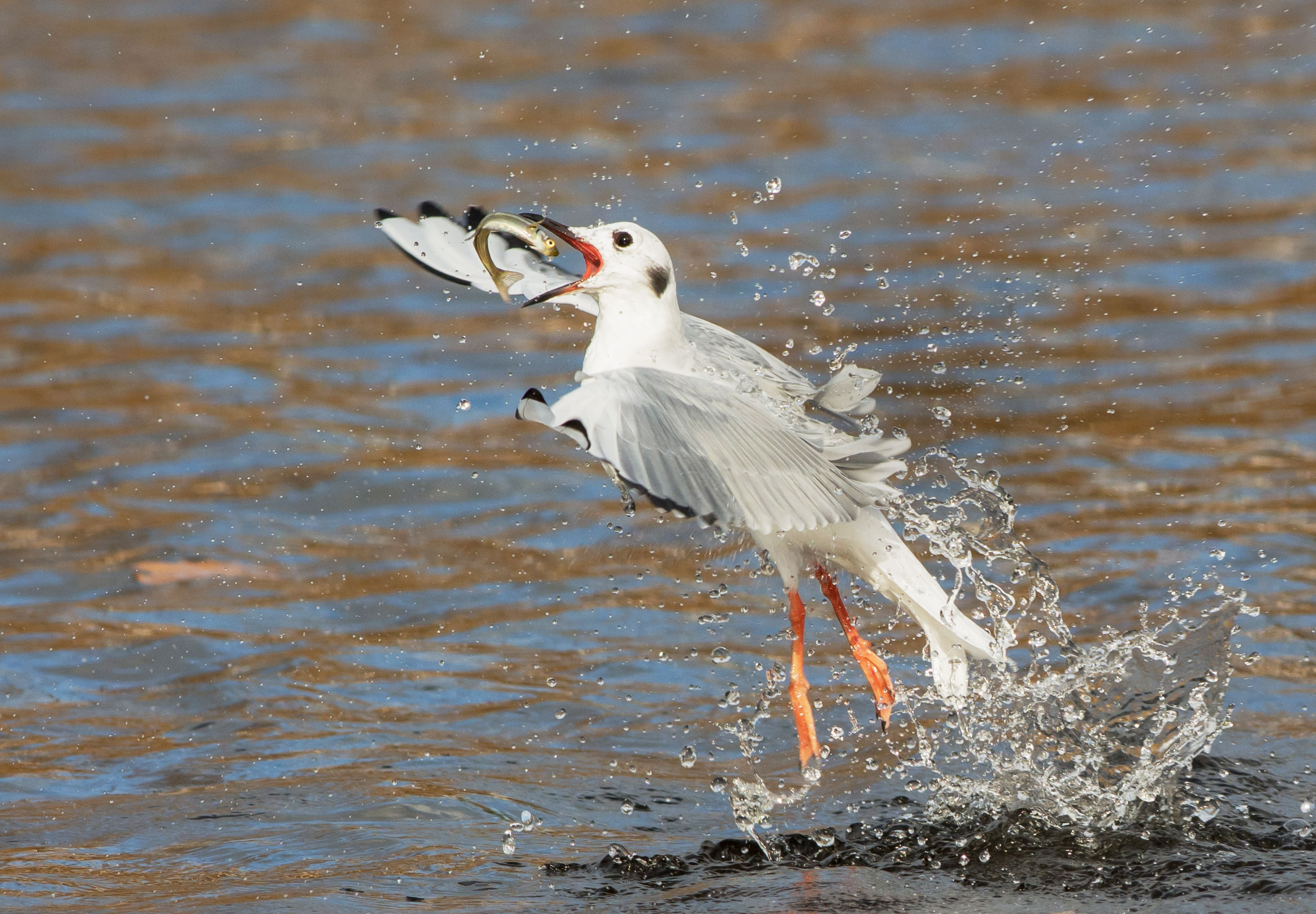 Bonaparte's Gull. Peggy Scanlan/Audubon Photography Awards