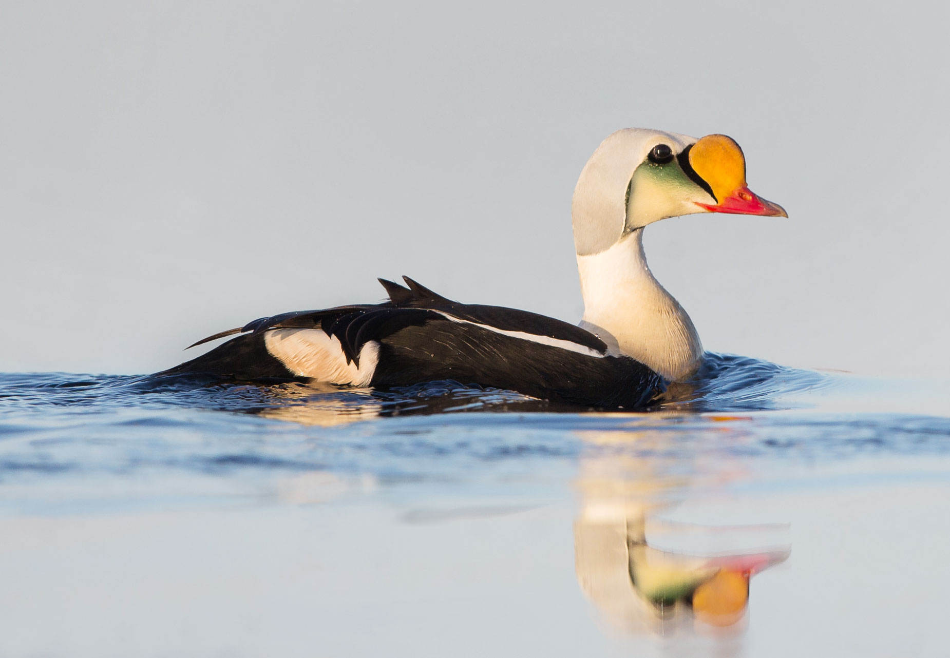 King Eider. William Wingfield/Audubon Photography Awards