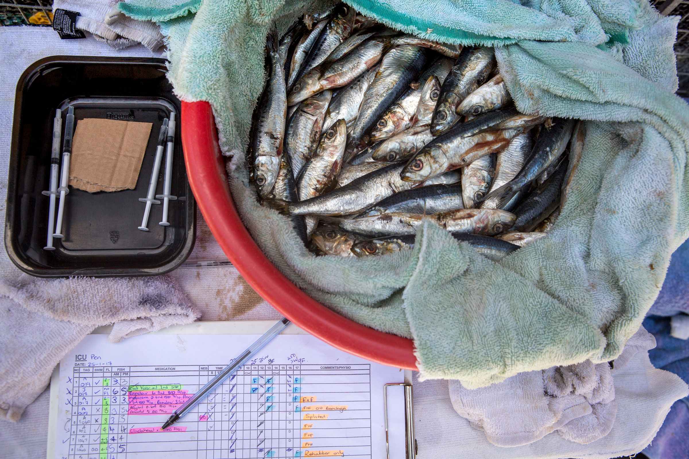 A fish breakfast and medicine are laid out for the penguins being treated for injuries at SANCCOB. Alexia Webster