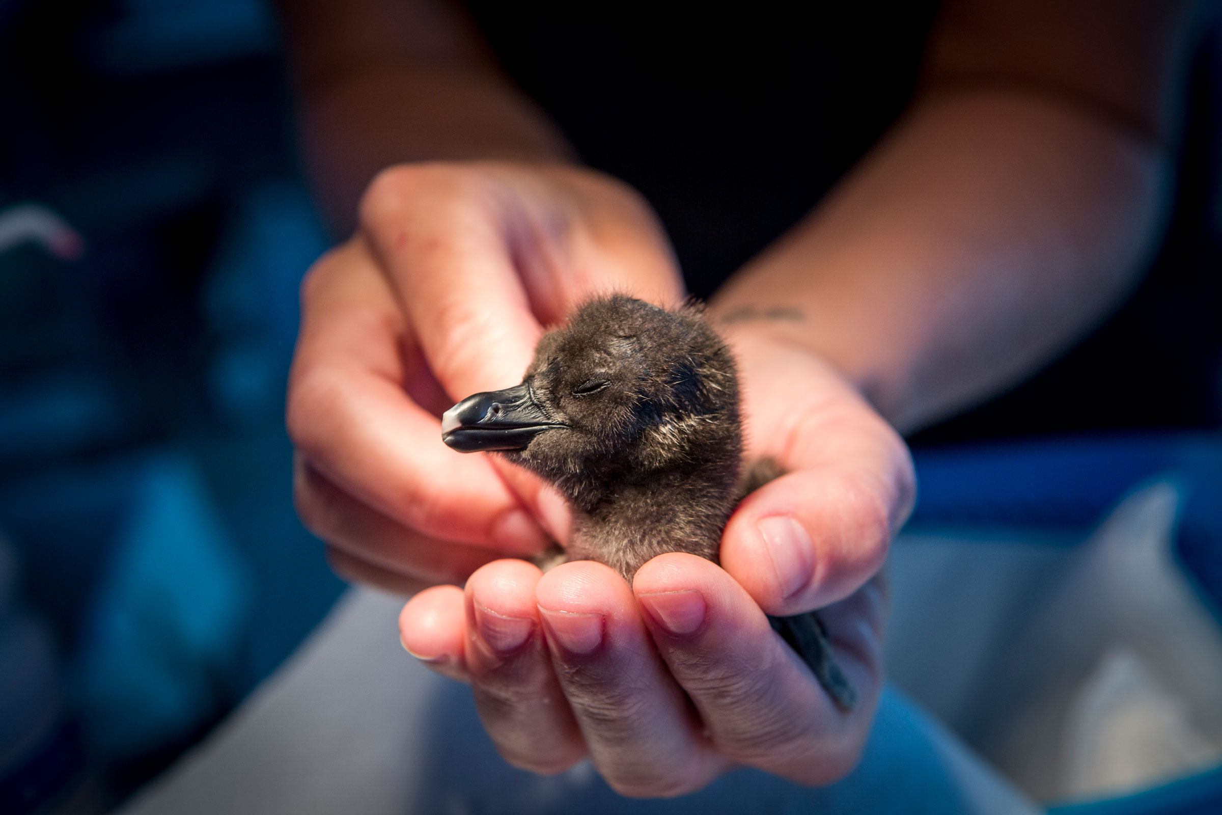 Klusener holds a days-old chick. Eighty-seven percent of the birds hatched at SANCCOB from abandoned eggs are released back into the wild after four to five months. Alexia Webster